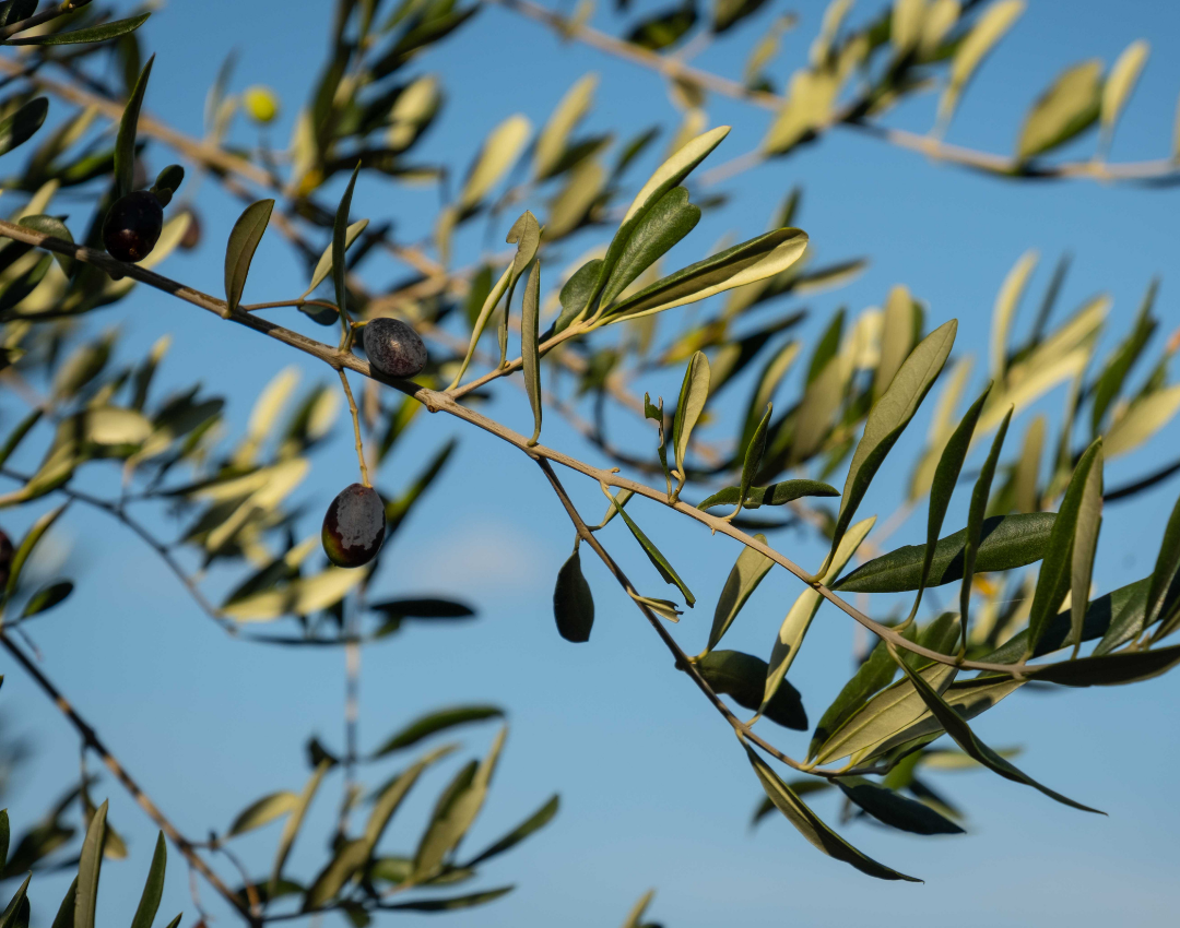 An olive tree branch