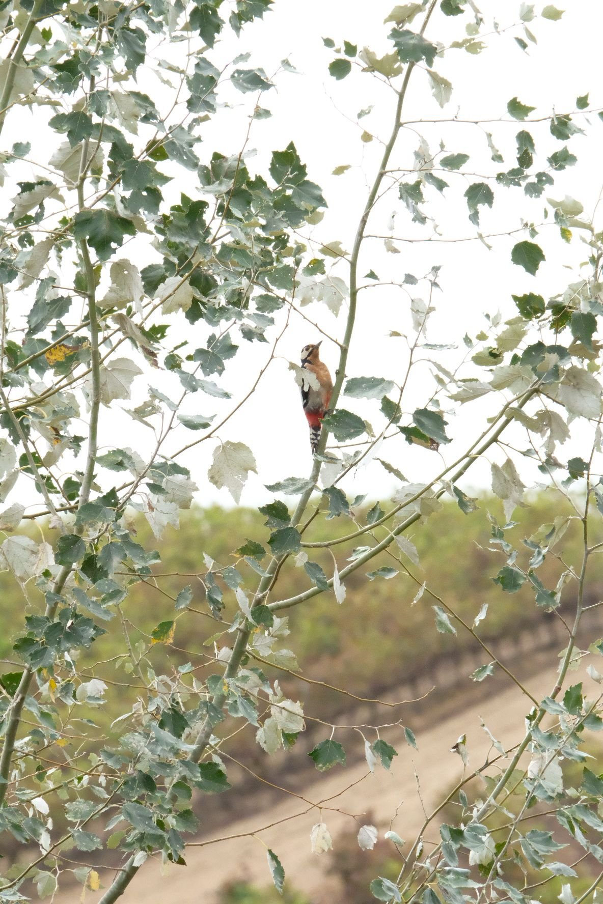 WhatsApp Image 2026-04-13 at 14.57.18.jpeg