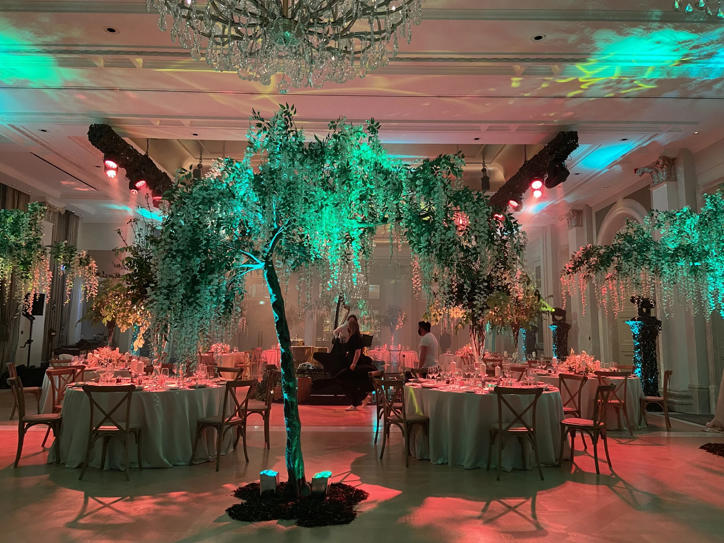Large wisteria trees and event lighting