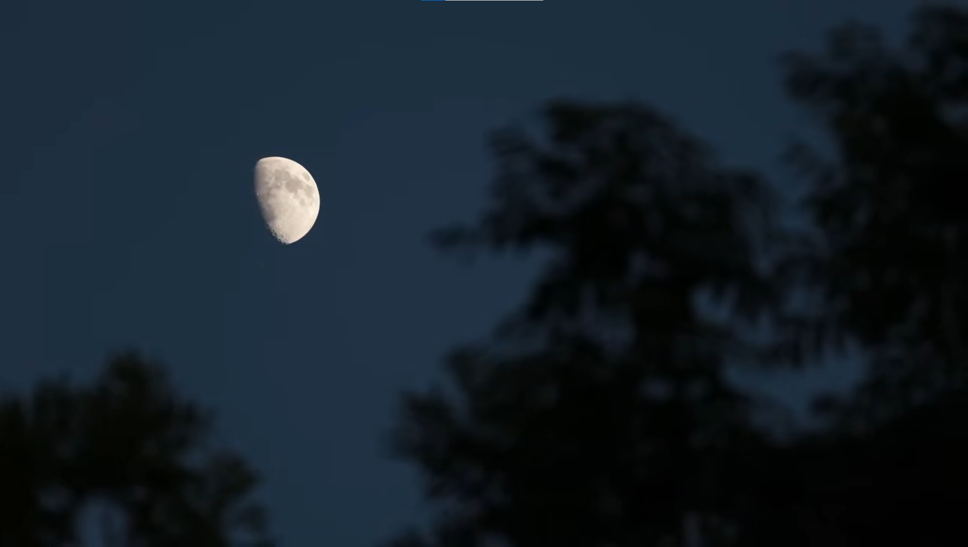 The moon in its first quarter phase visible in the night sky, with the silhouette of trees in the foreground.