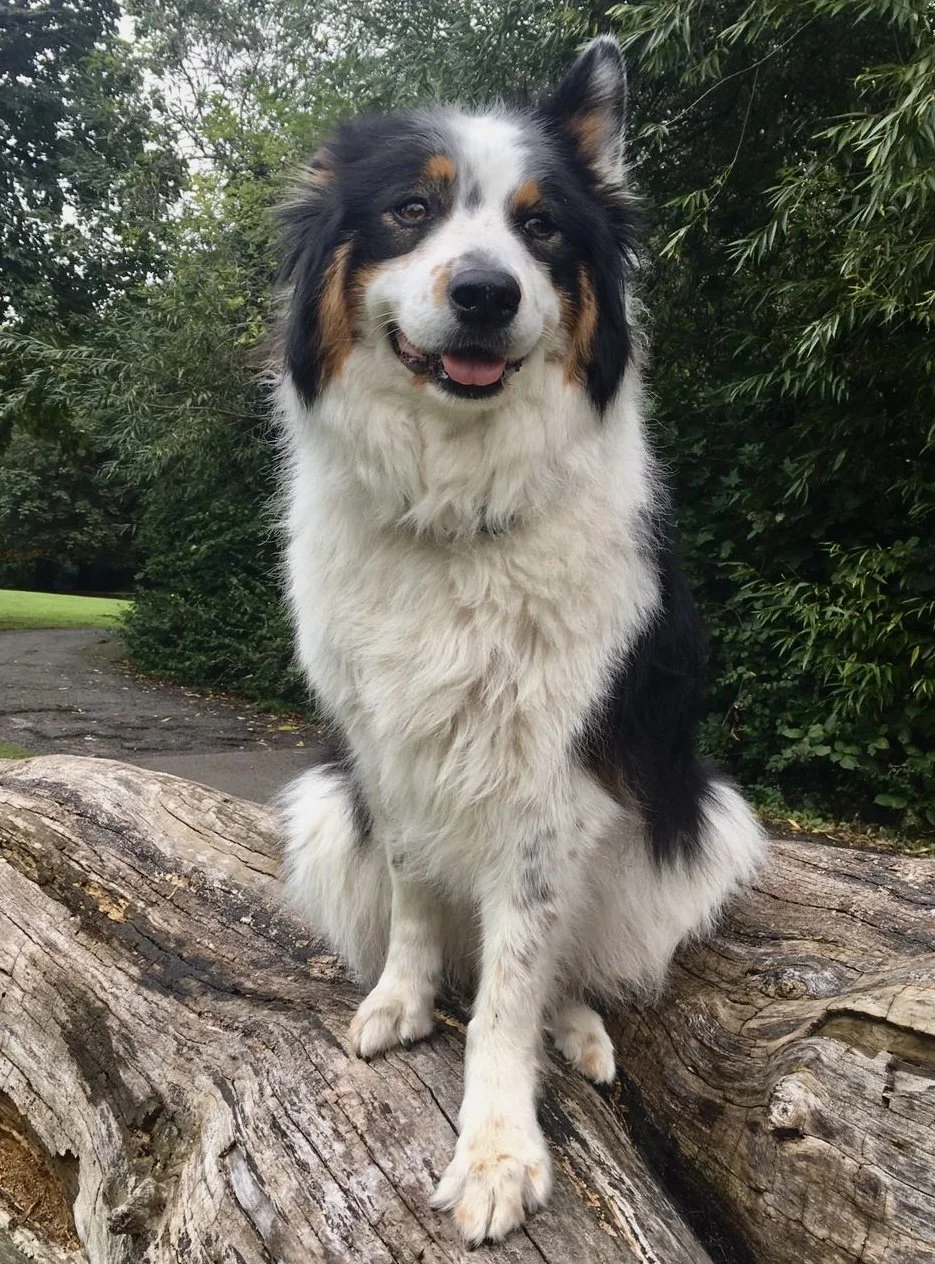 A happy Australian Shepherd dog with a black, white, and tan coat sitting on a large fallen tree trunk outdoors surrounded by greenery.