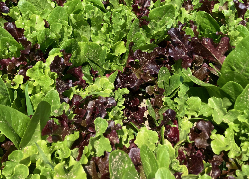 Salad Mix