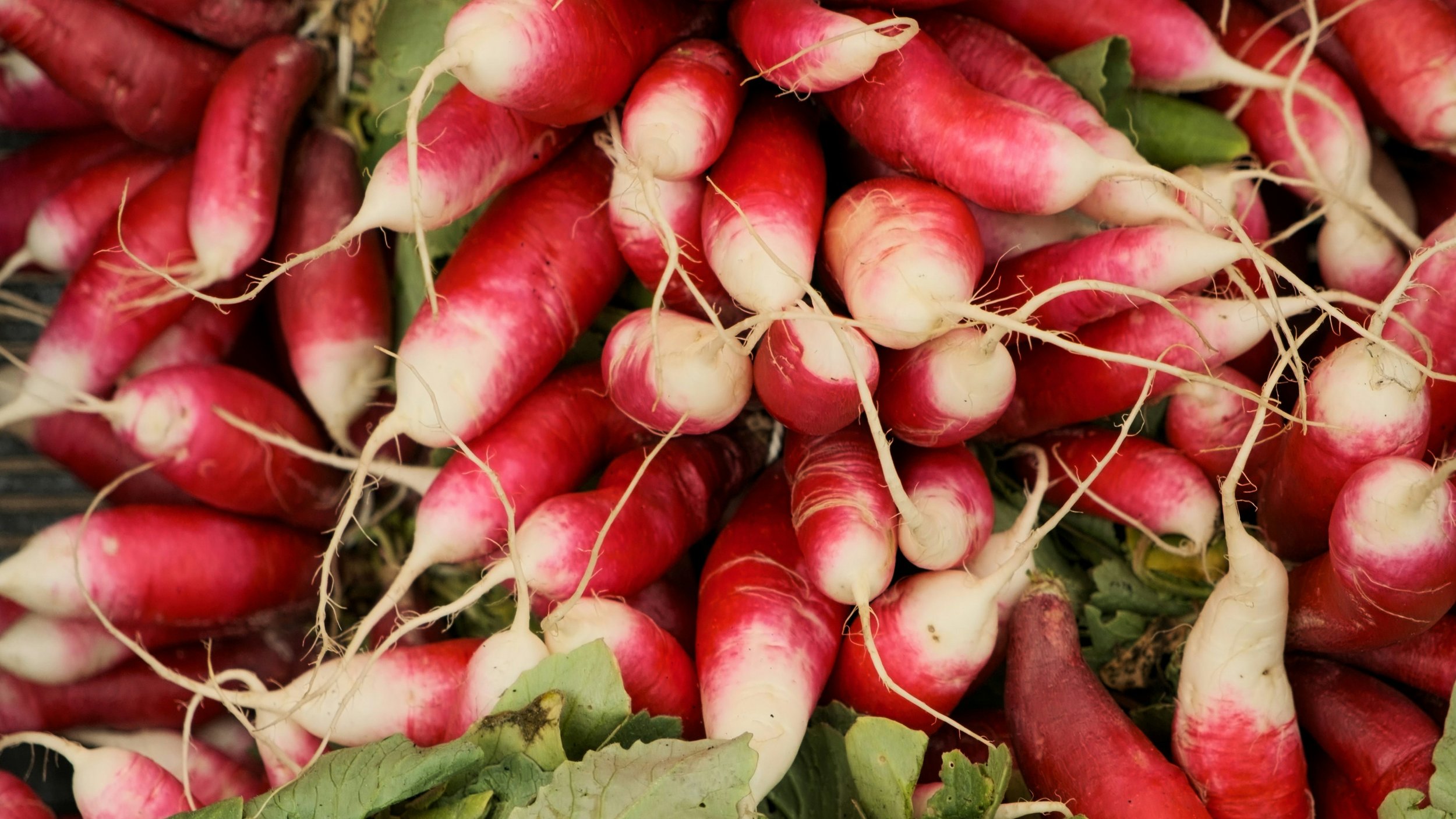 diakon_radish.jpg