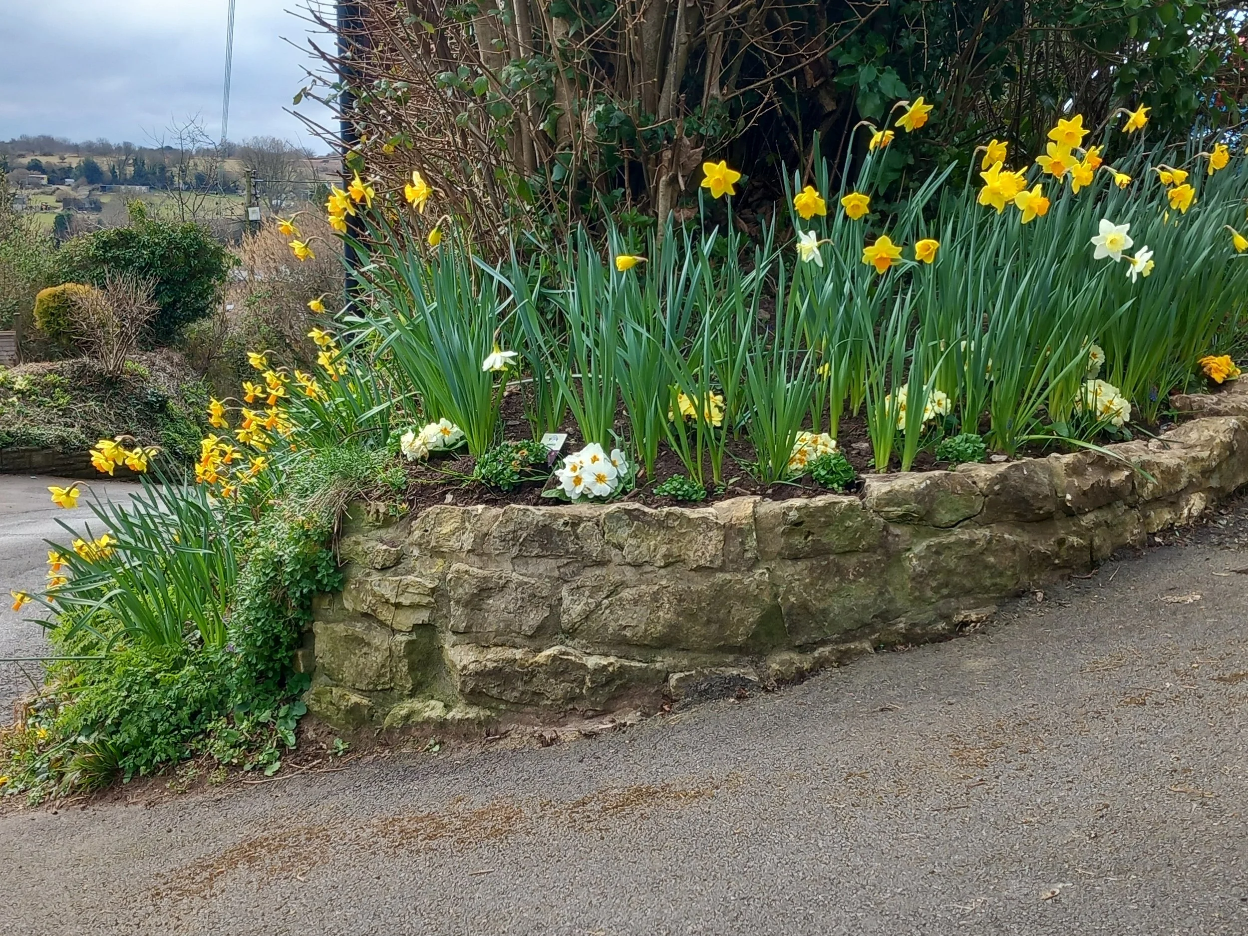 Spring planting showcase including daffodils, primroses, and more bulbs to come