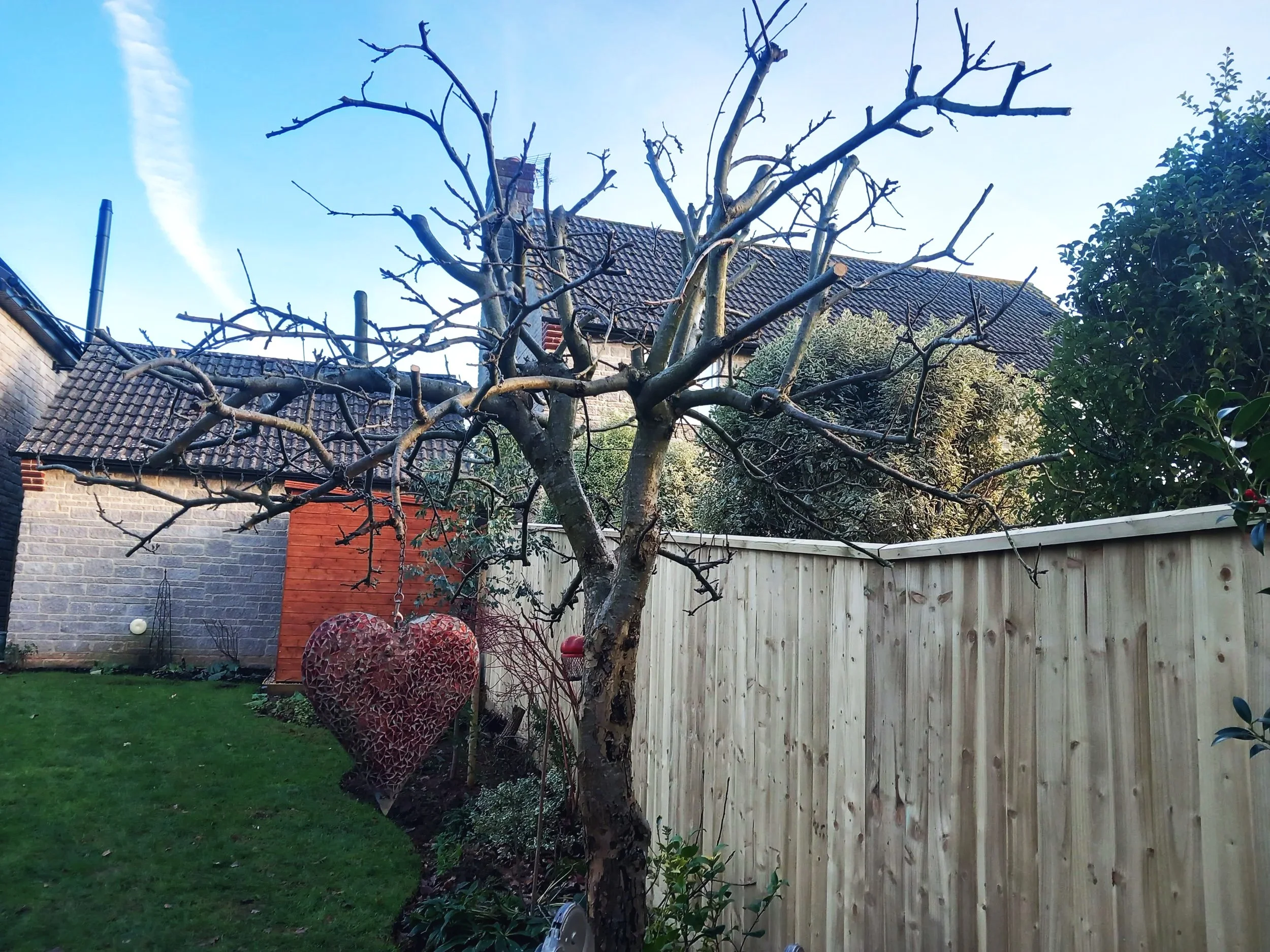 Winter mature apple tree pruning