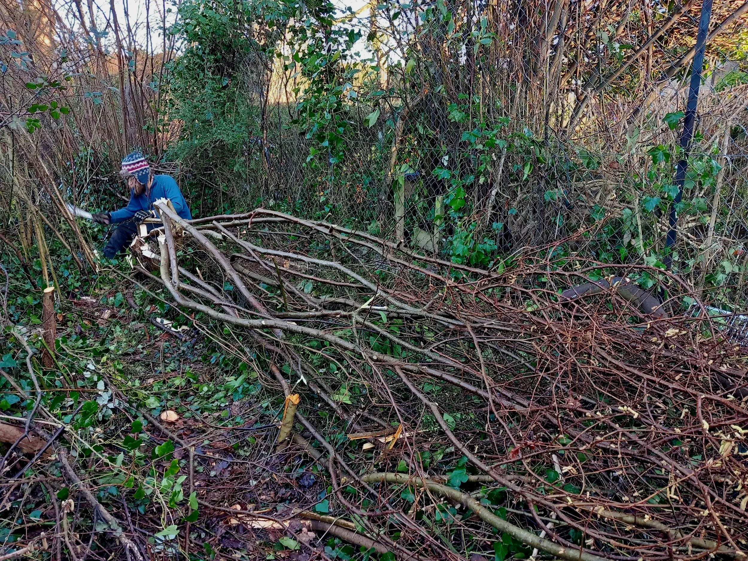 Action shot of a new hazel hedge being created