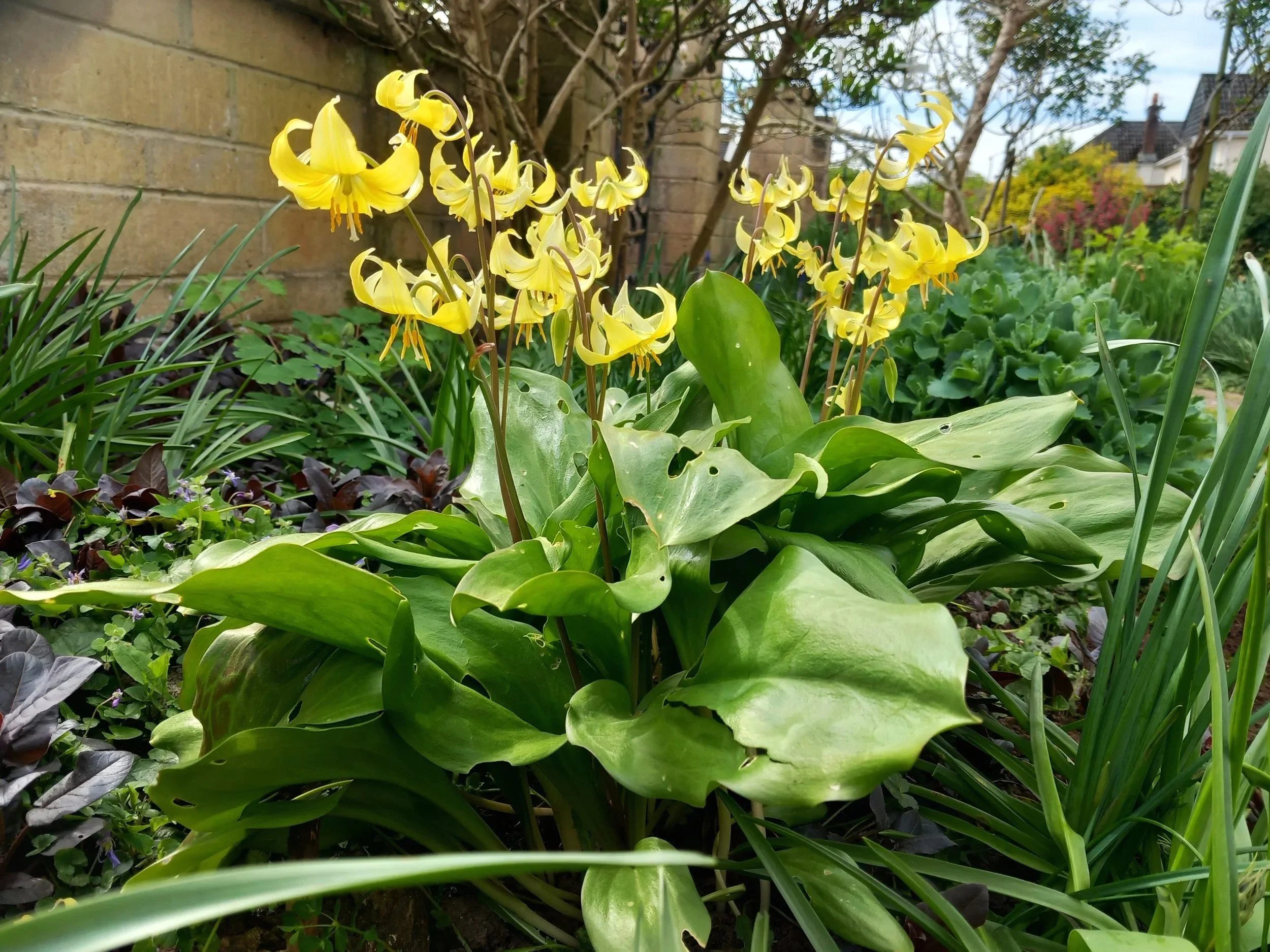 20250408_Annabels+front+border+erythronium.jpg