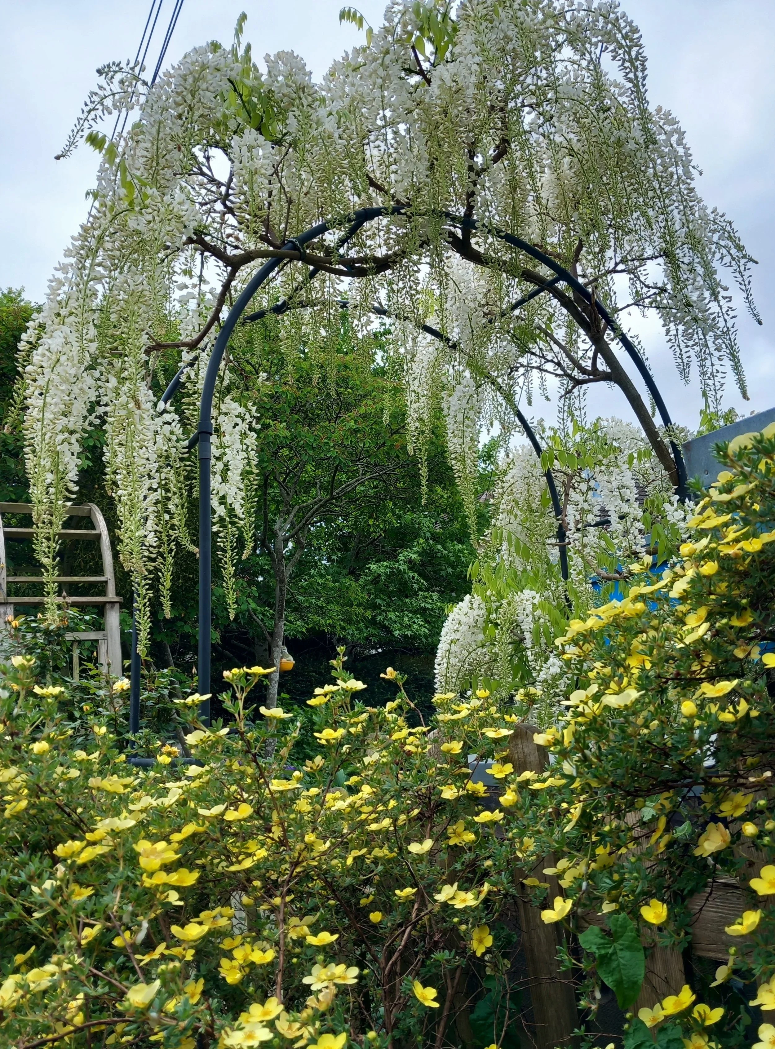 Annabels+wisteria+and+potentilla+may+2025+%281%29.jpg
