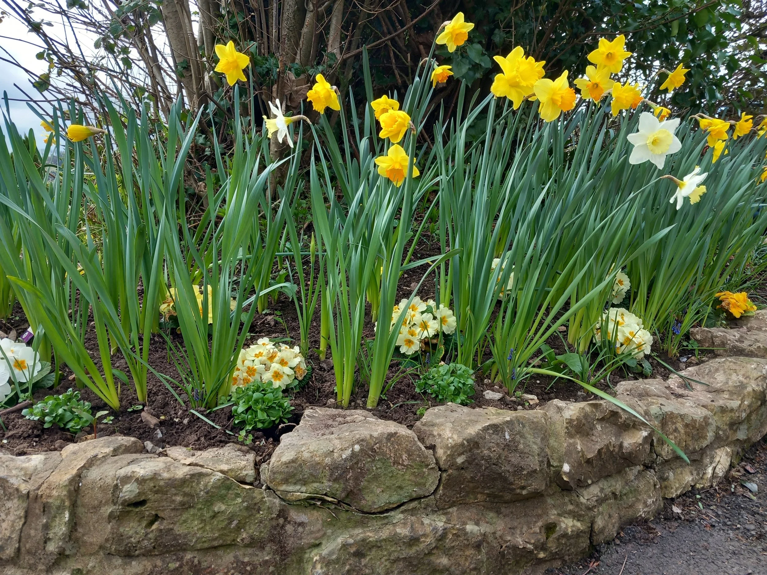 Spring planting showcase including daffodils, primroses, and more bulbs to come