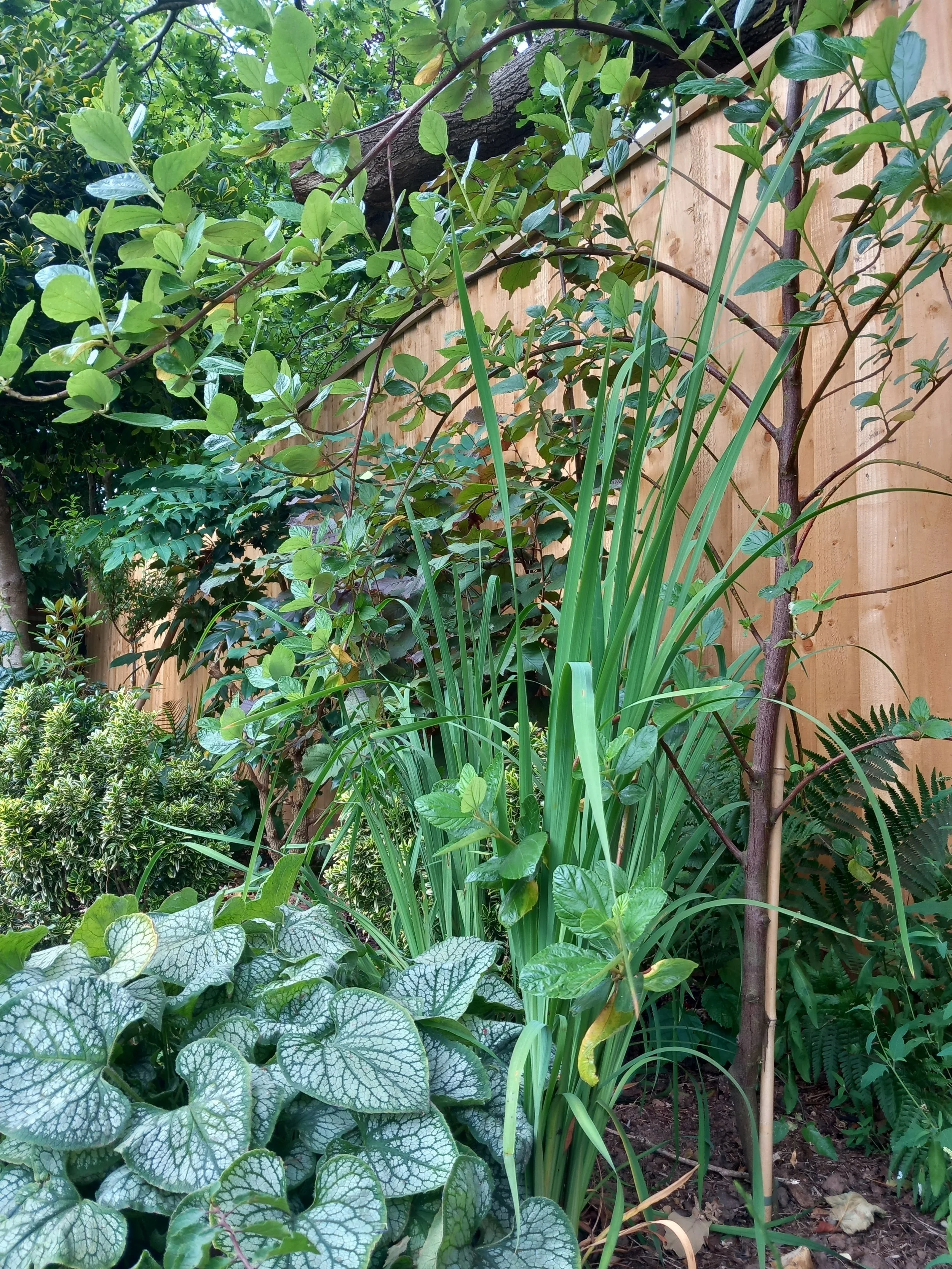 Sarahs ceanothus tree 20250701_133707.jpg