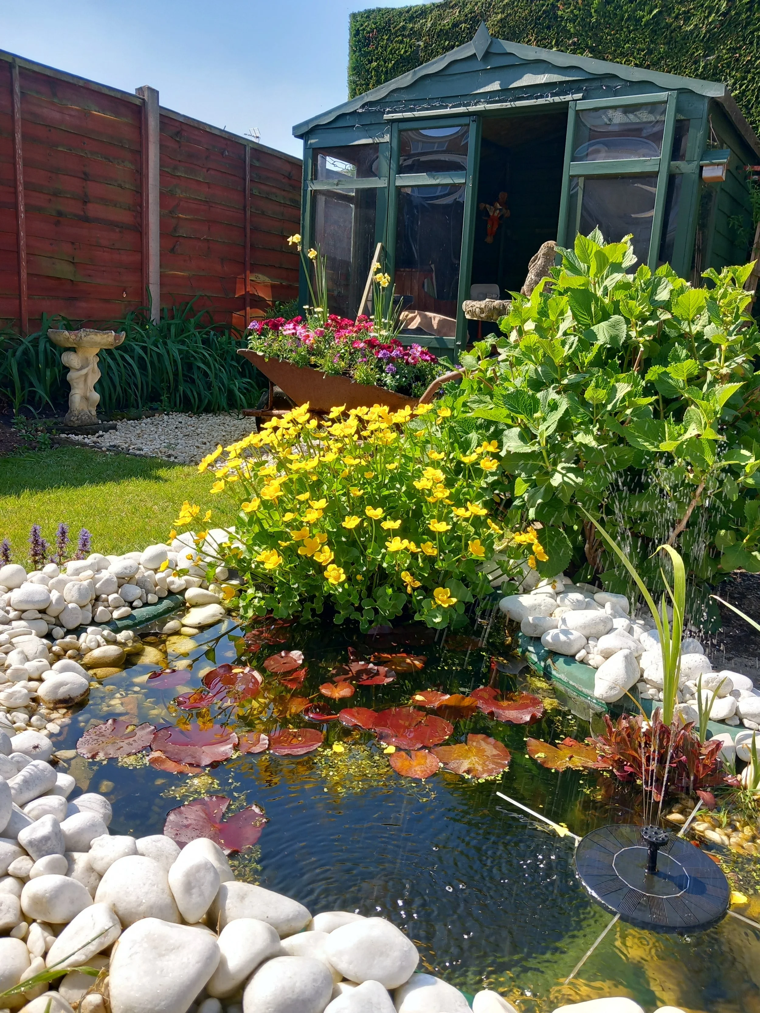 20250429_Sue pond progression and wheelbarrow bedding planting yr 2  (2).jpg