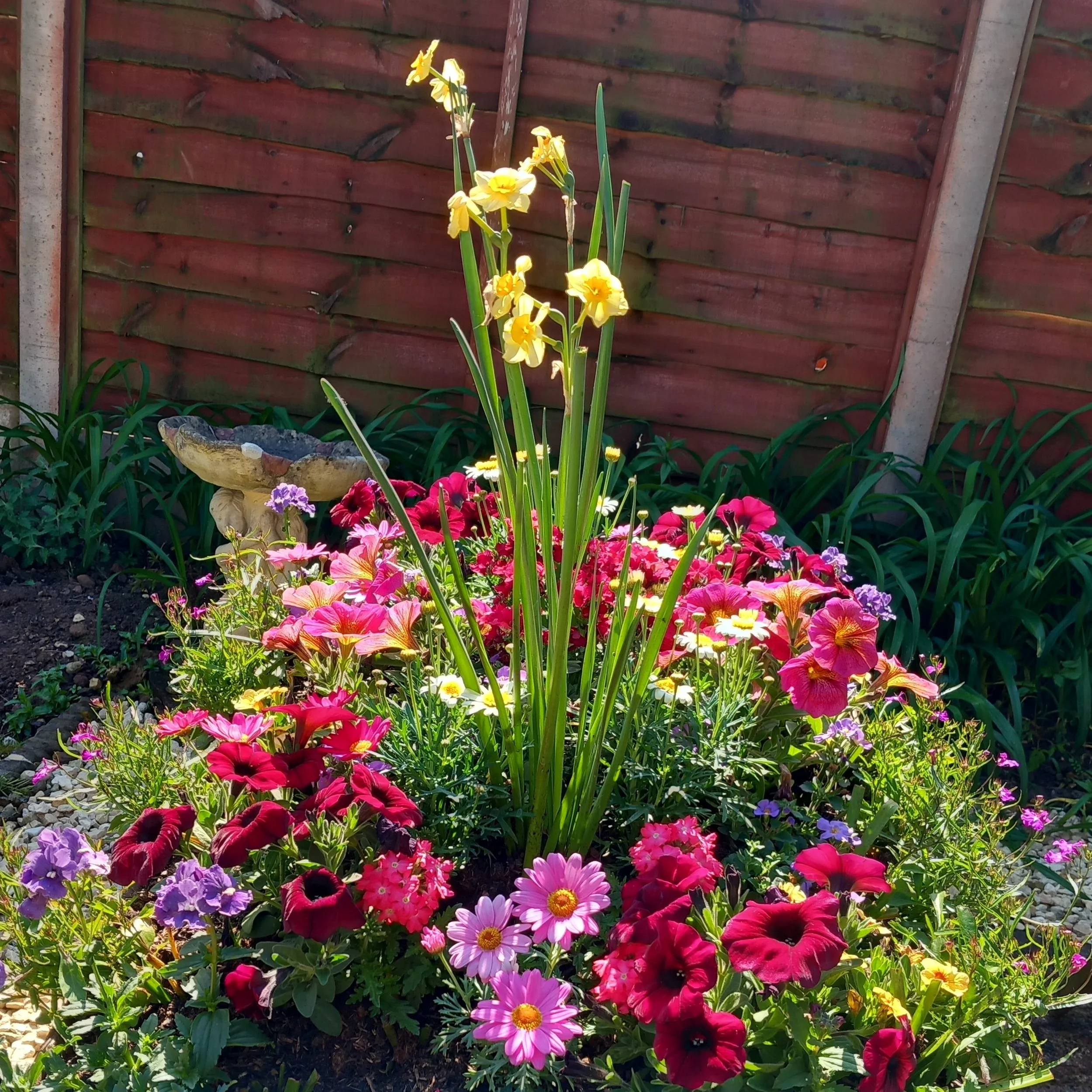 20250429_Sure wheelbarrow bedding design and planting yr 2 overlaid bulbs (2).jpg