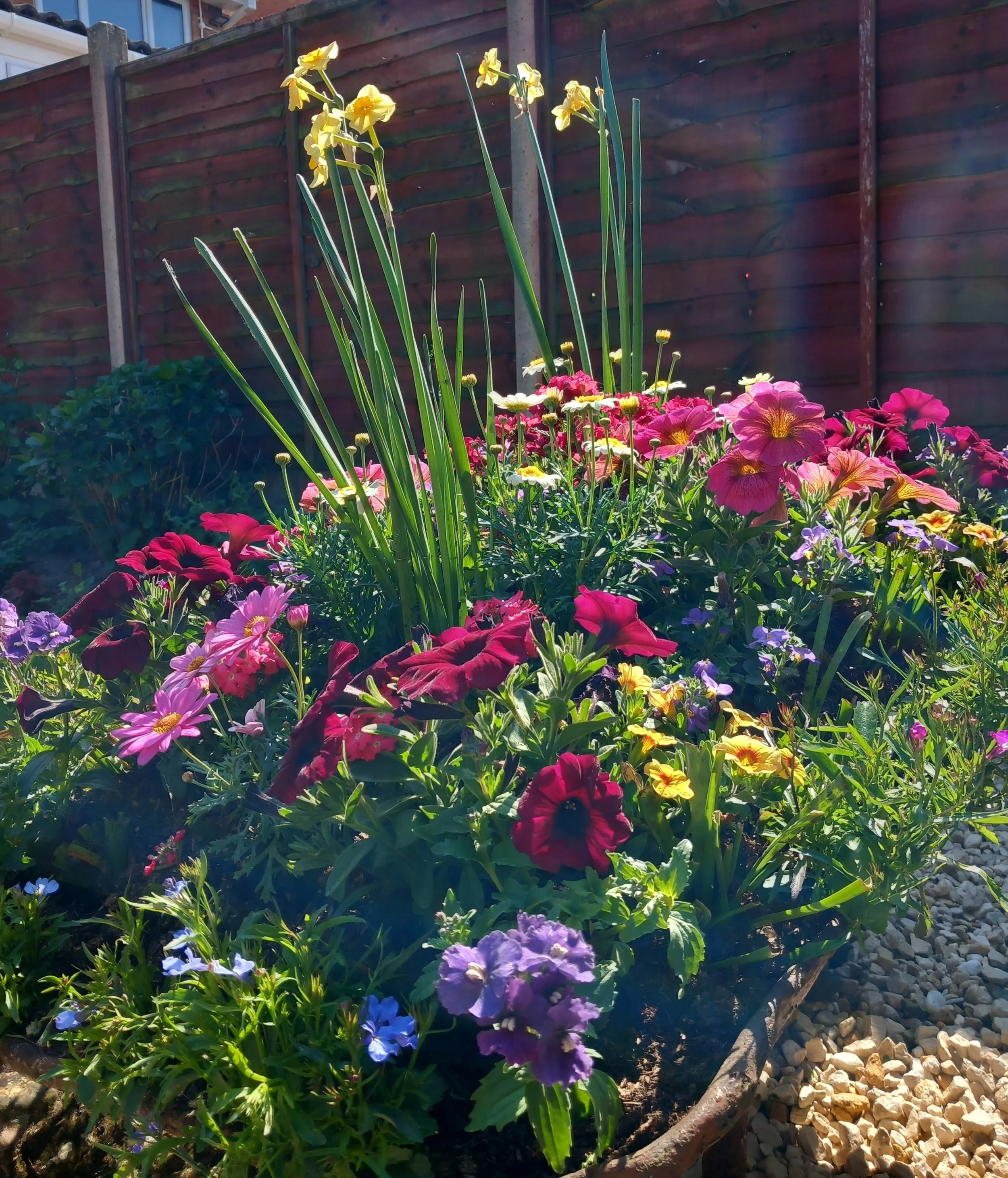 20250429_Sure wheelbarrow bedding design and planting yr 2 overlaid bulbs (5).jpg