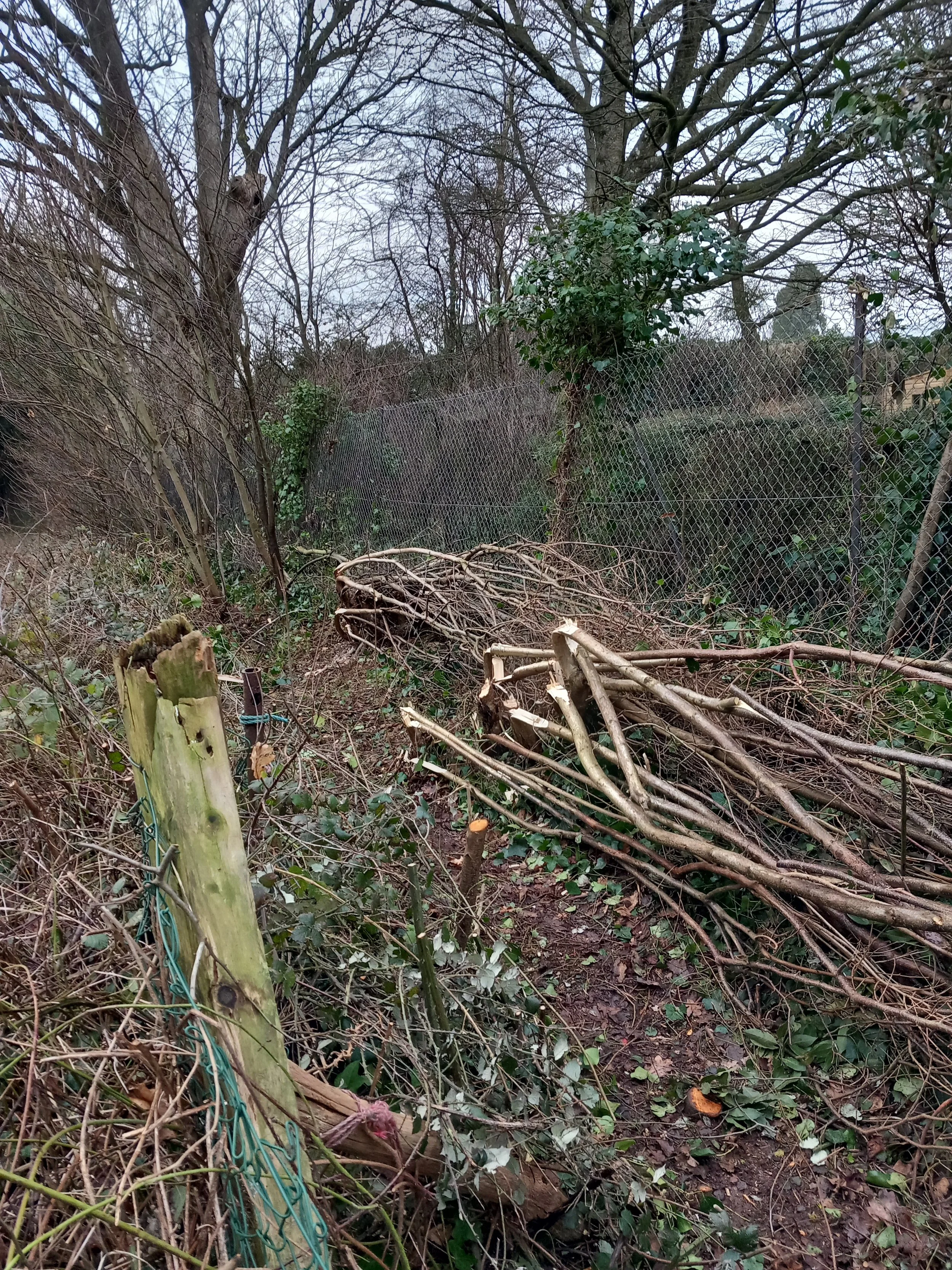 Beginnings of a newly lain hazel hedge
