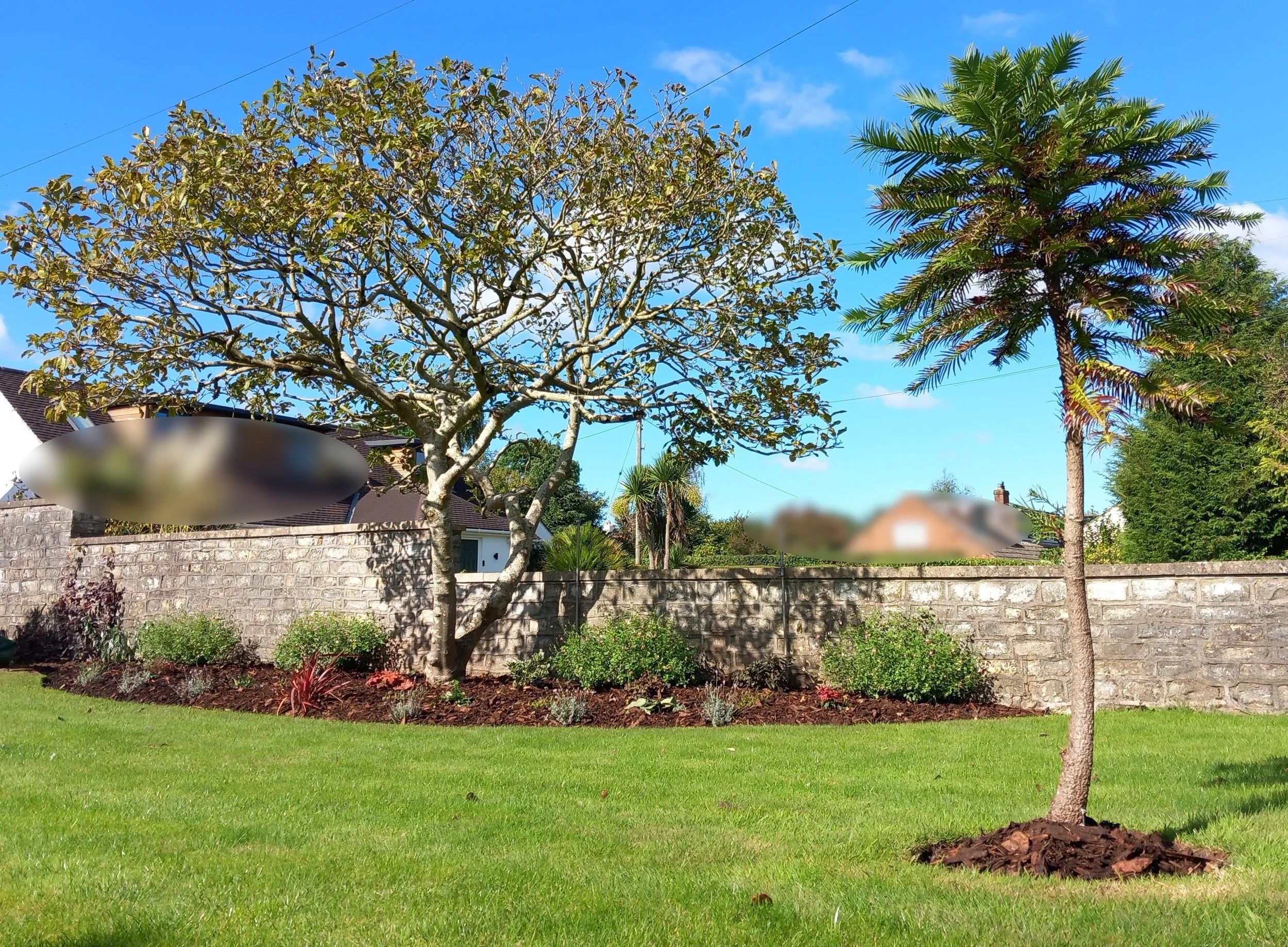 Jonny border and wollemii tree planting summer 24 (7) test2.jpg