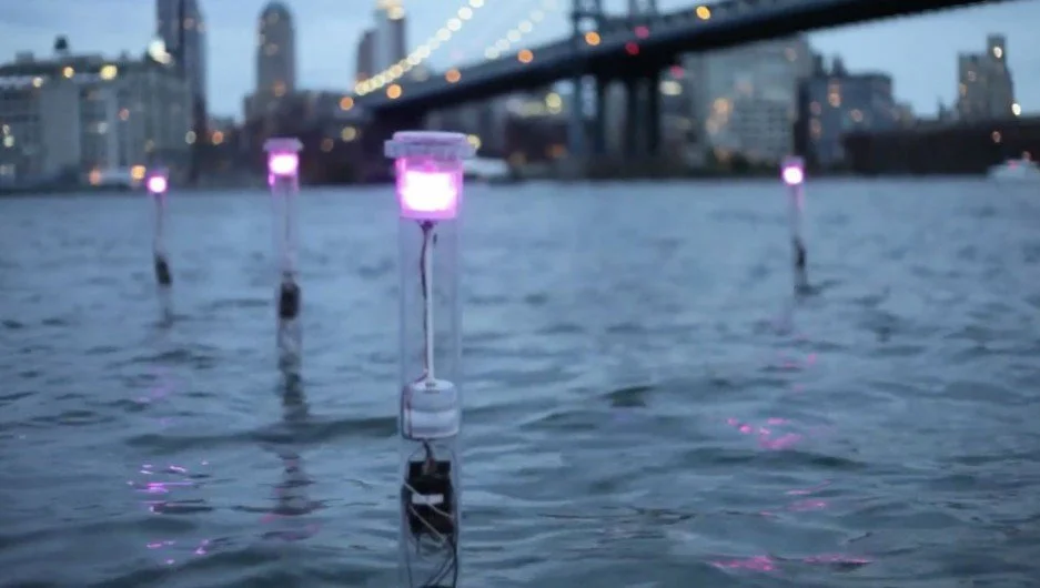 Mussel Choir, Natalie Jeremijenko