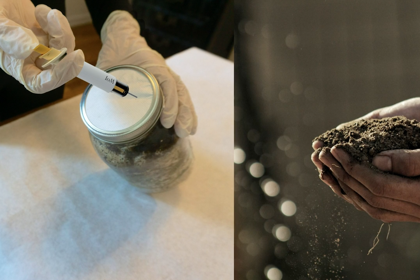 Fruiting Bodies, Helen Chen