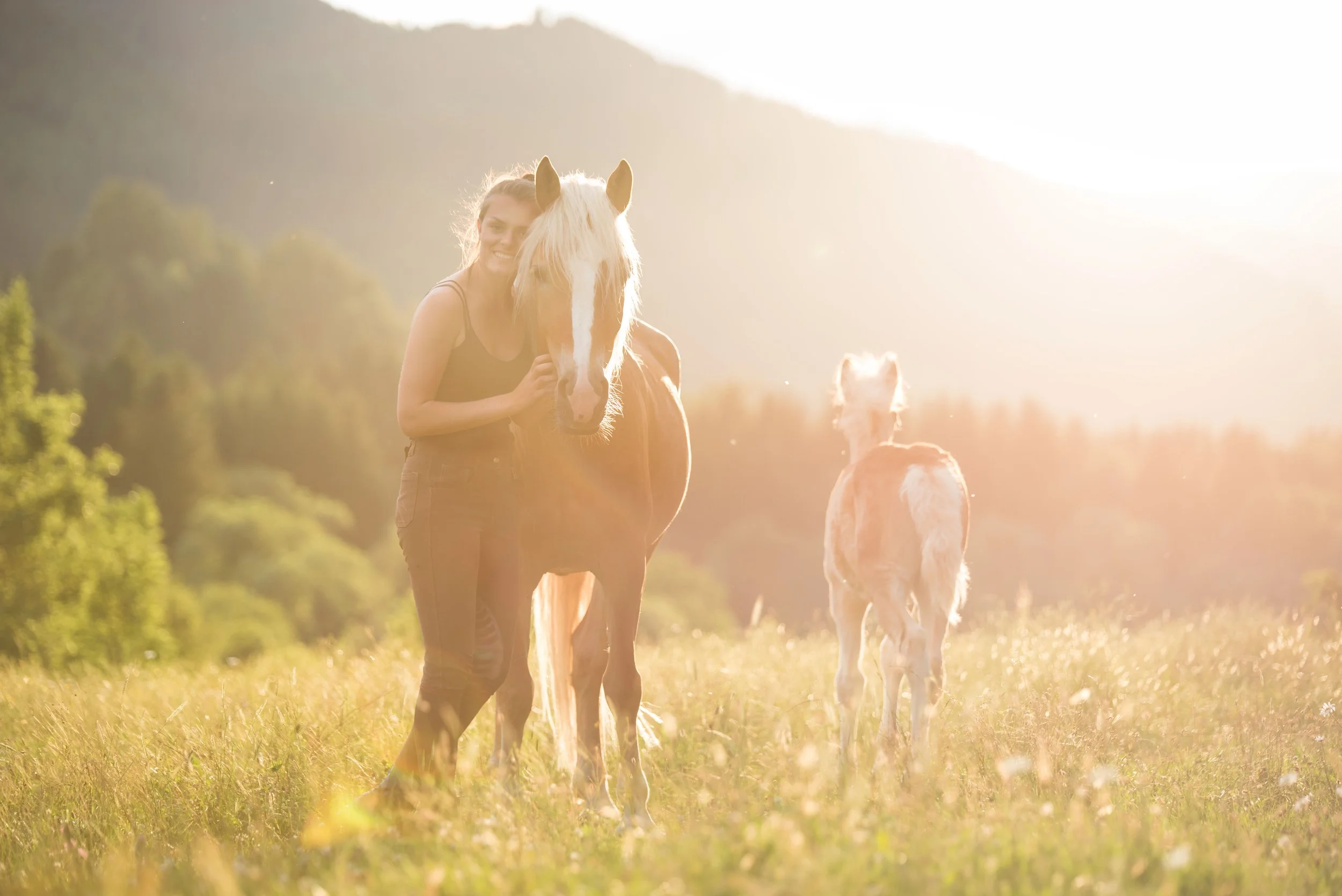 Stute und Fohlen laufen gemeinsam über eine Weide im Murtal bei Sonnenuntergang