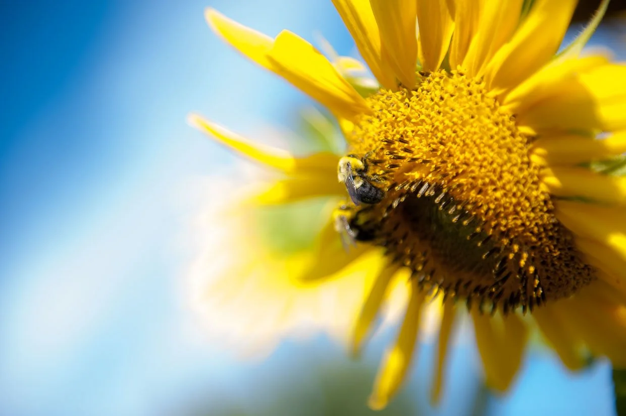 DSC_6330-22020 website.jpg