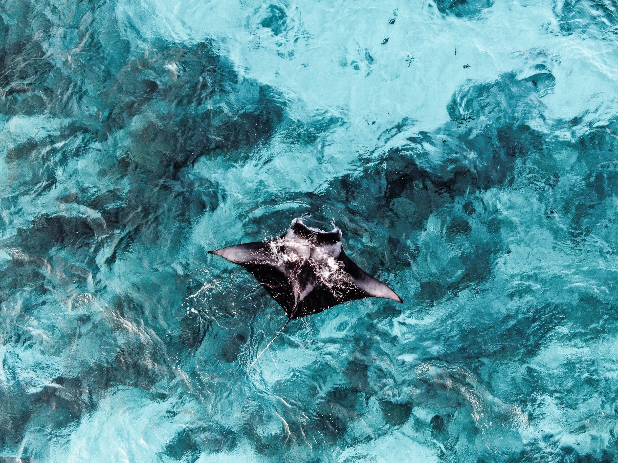 A manta ray swimming in turquoise ocean water.