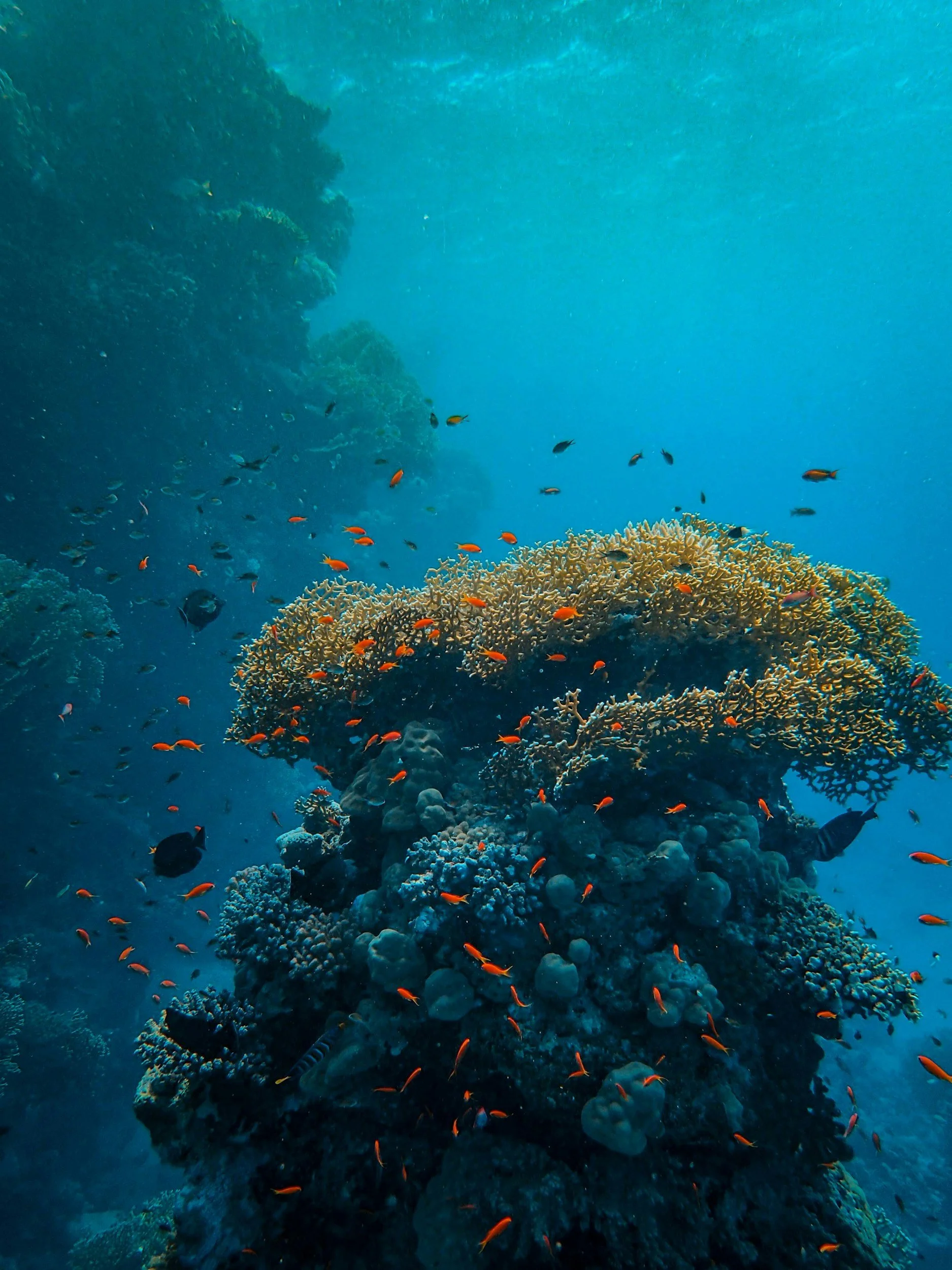 Underwater scene with coral reef and small fish swimming around