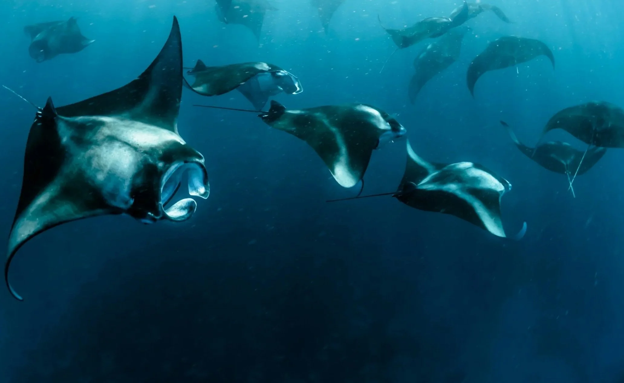 School of manta rays swimming underwater.