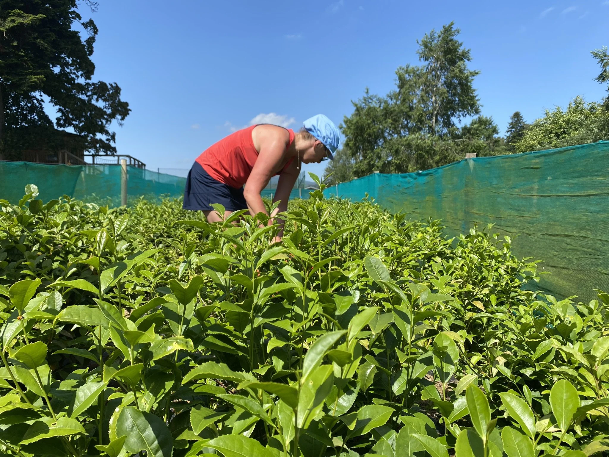 Tea picking in Scotland