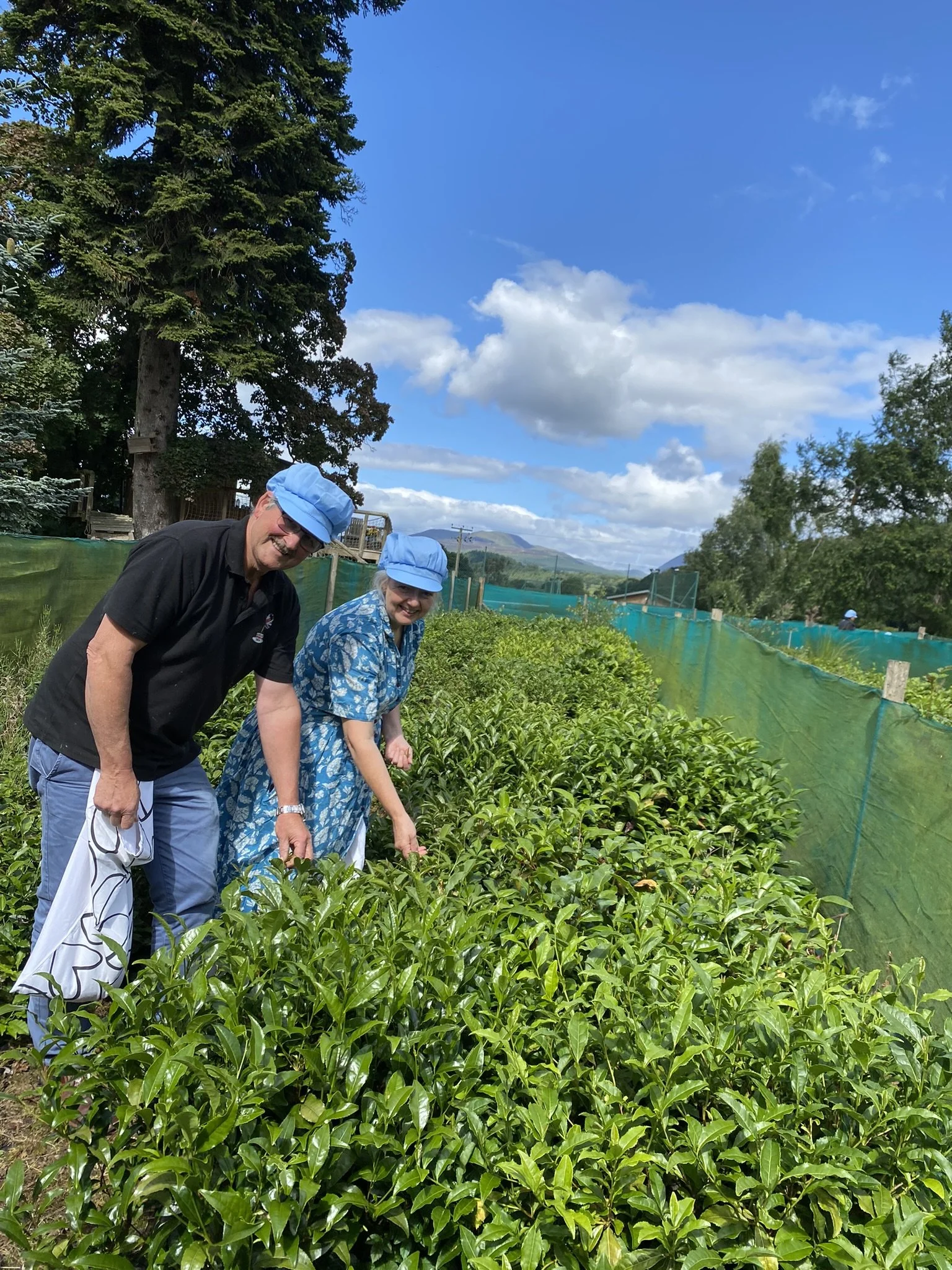 Guest on a bespoke tea tour picking tea leaves in a Perthshire tea plantation.