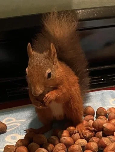 Rescue red squirrel