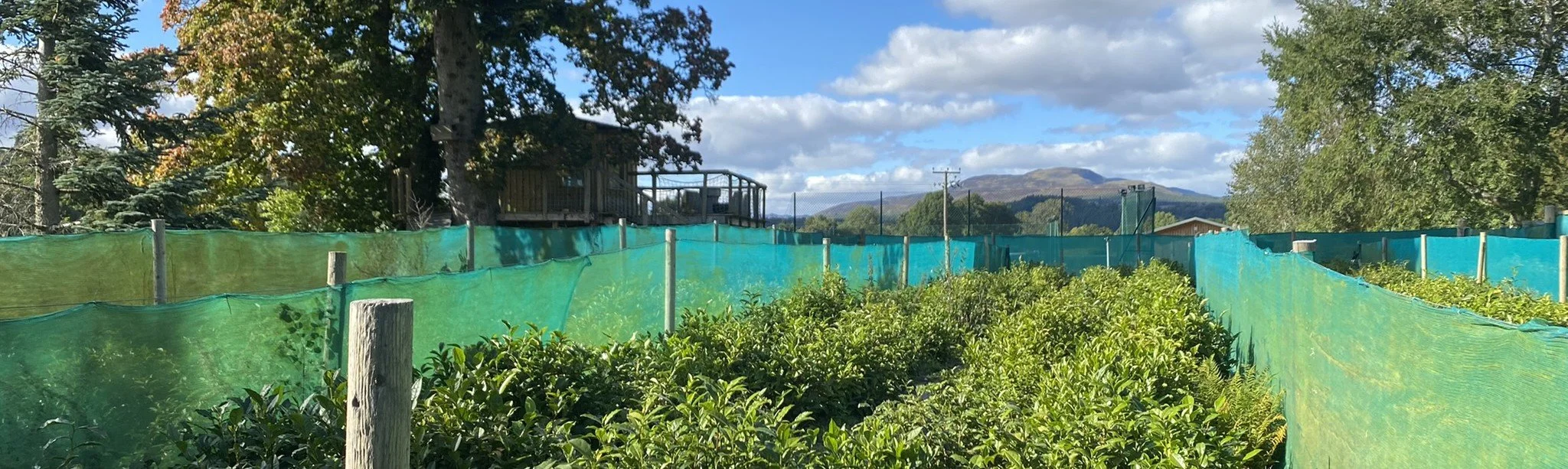 Tea growing on Scotland