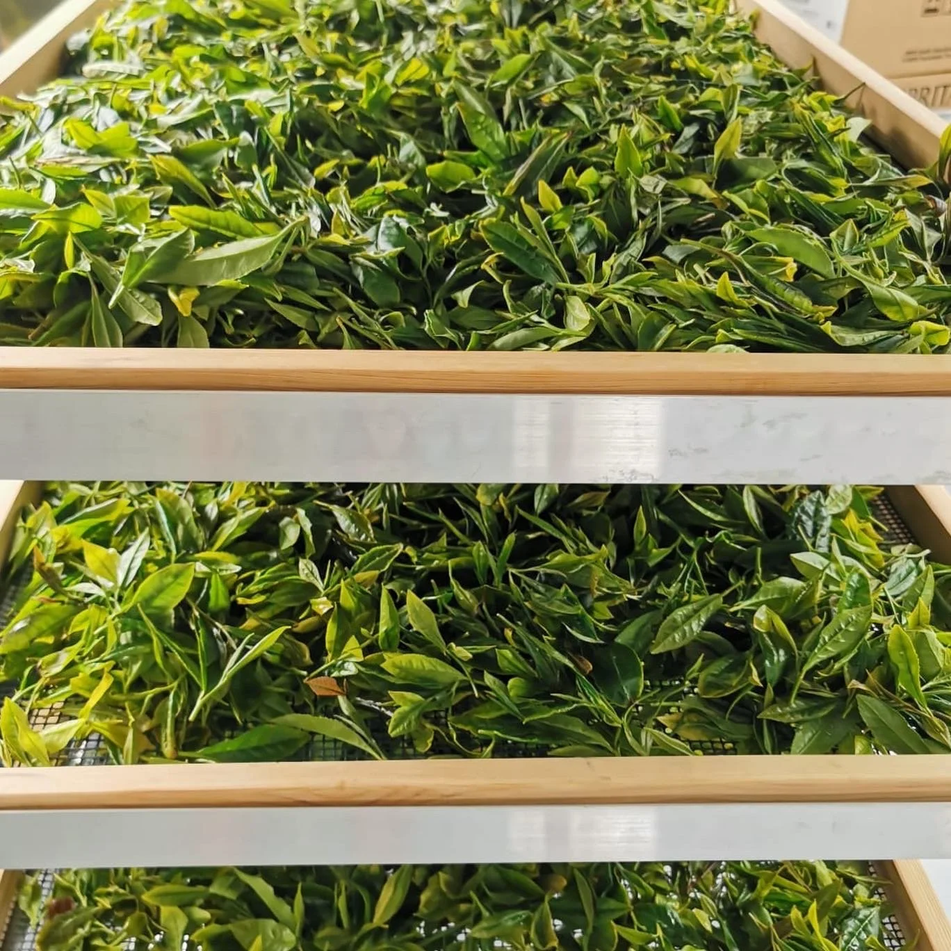 Tea Processing - small batch