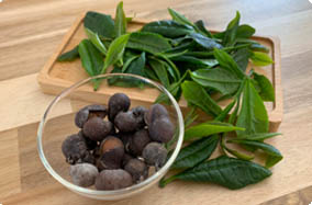 seed-leaf.png