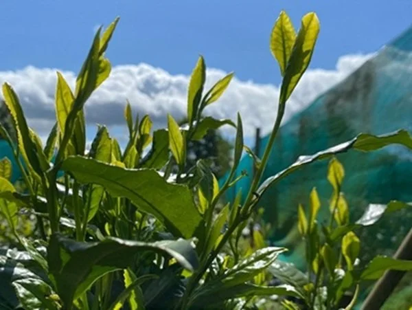 Tea growing in Scotland