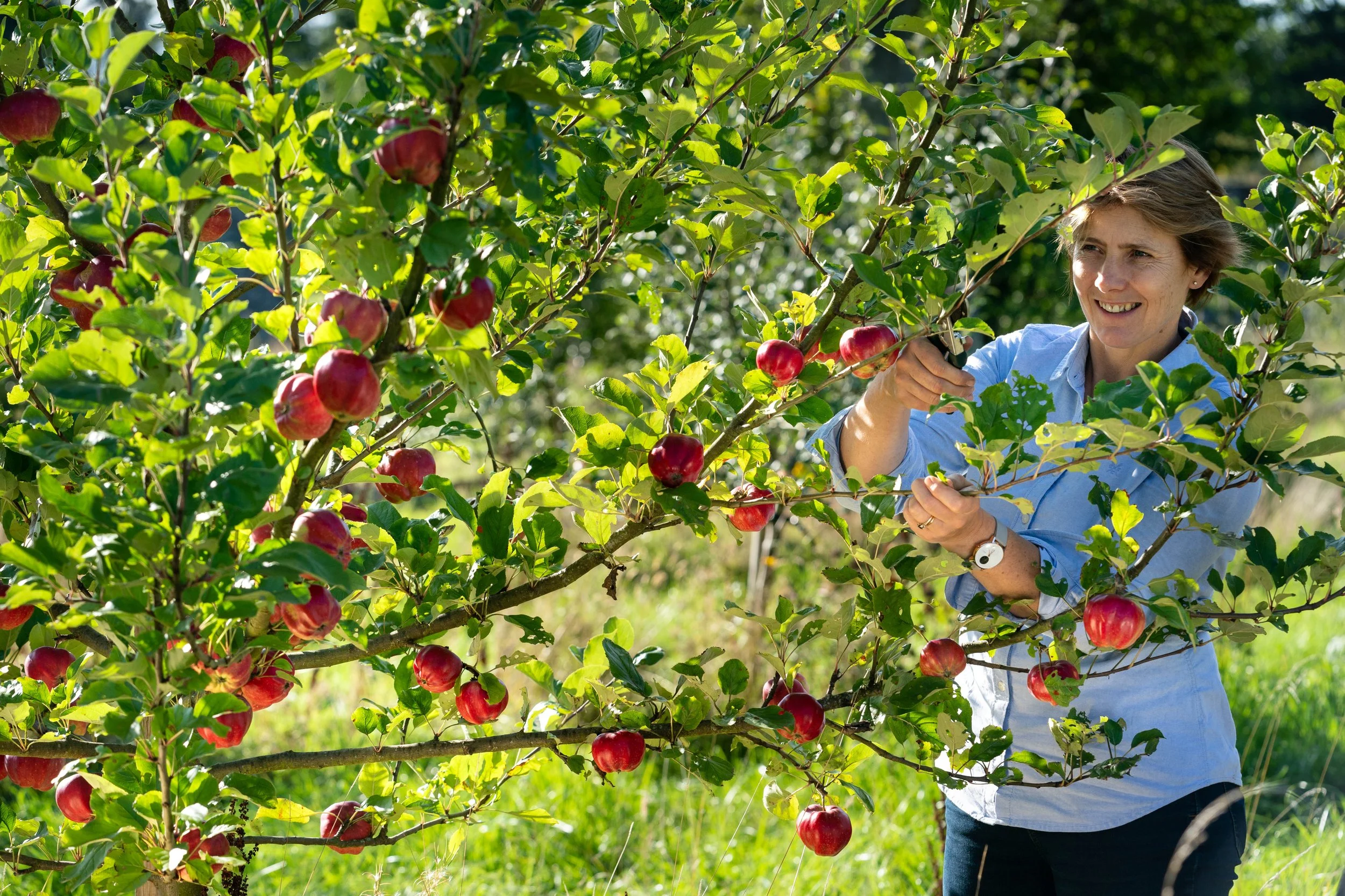 Megginch Castle Historic Apple collection - harvesting red apples from an apple tree in an orchard, Catherine Drummond Herdman.