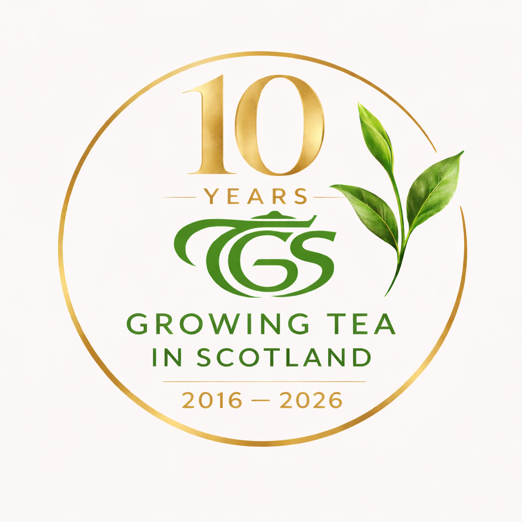 Circular logo celebrating 10 years of growing tea in Scotland from 2016 to 2026, featuring green tea leaves and gold accents.