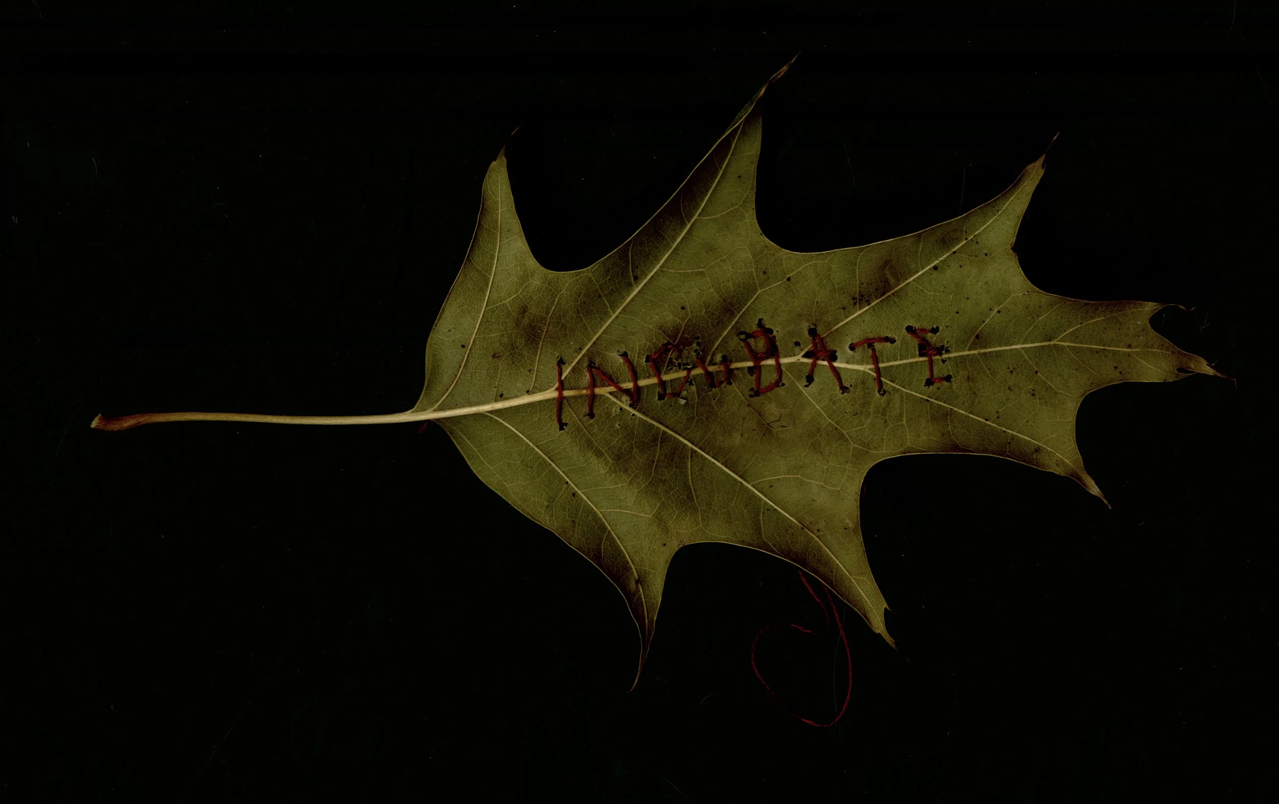 img20241022_20180633 copy.JPG