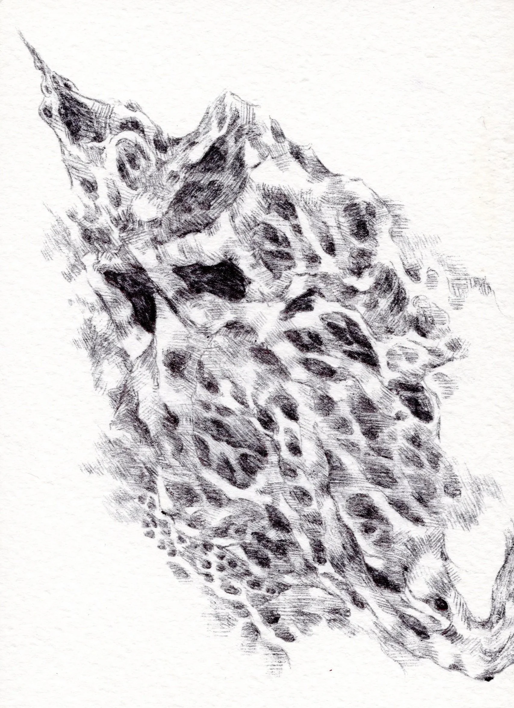 Scan+3+copy.jpg