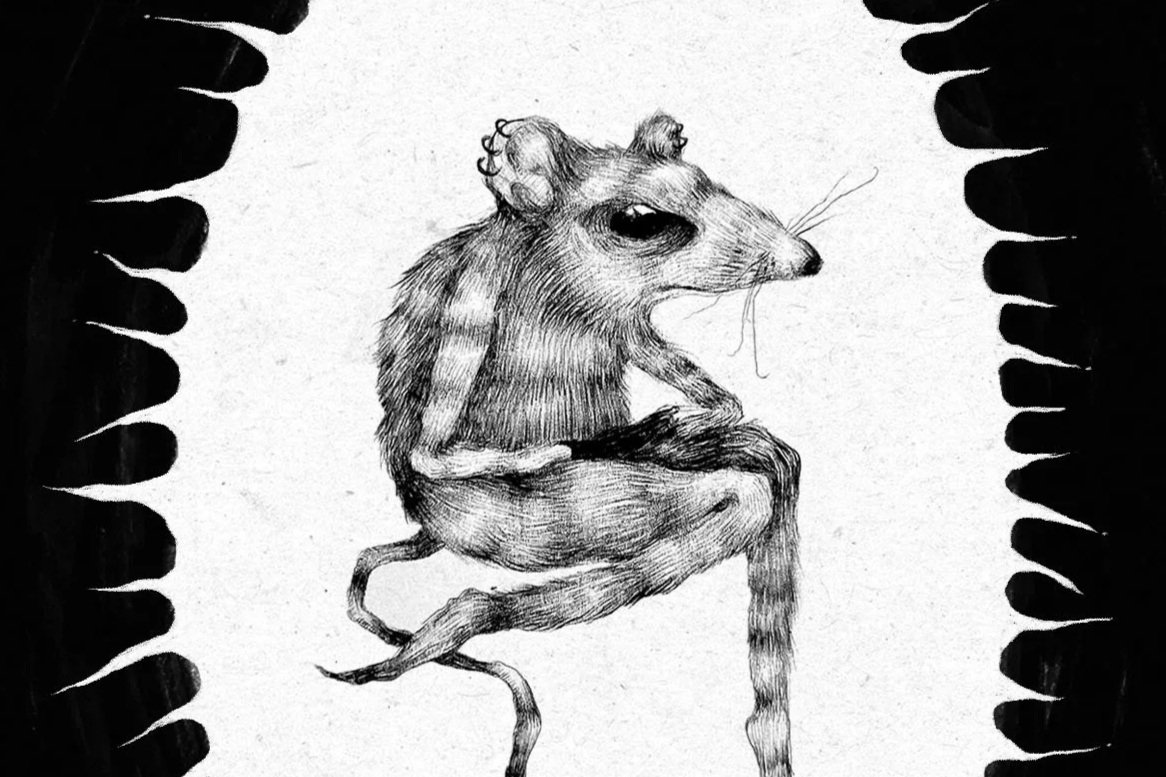 Rat Illustrations