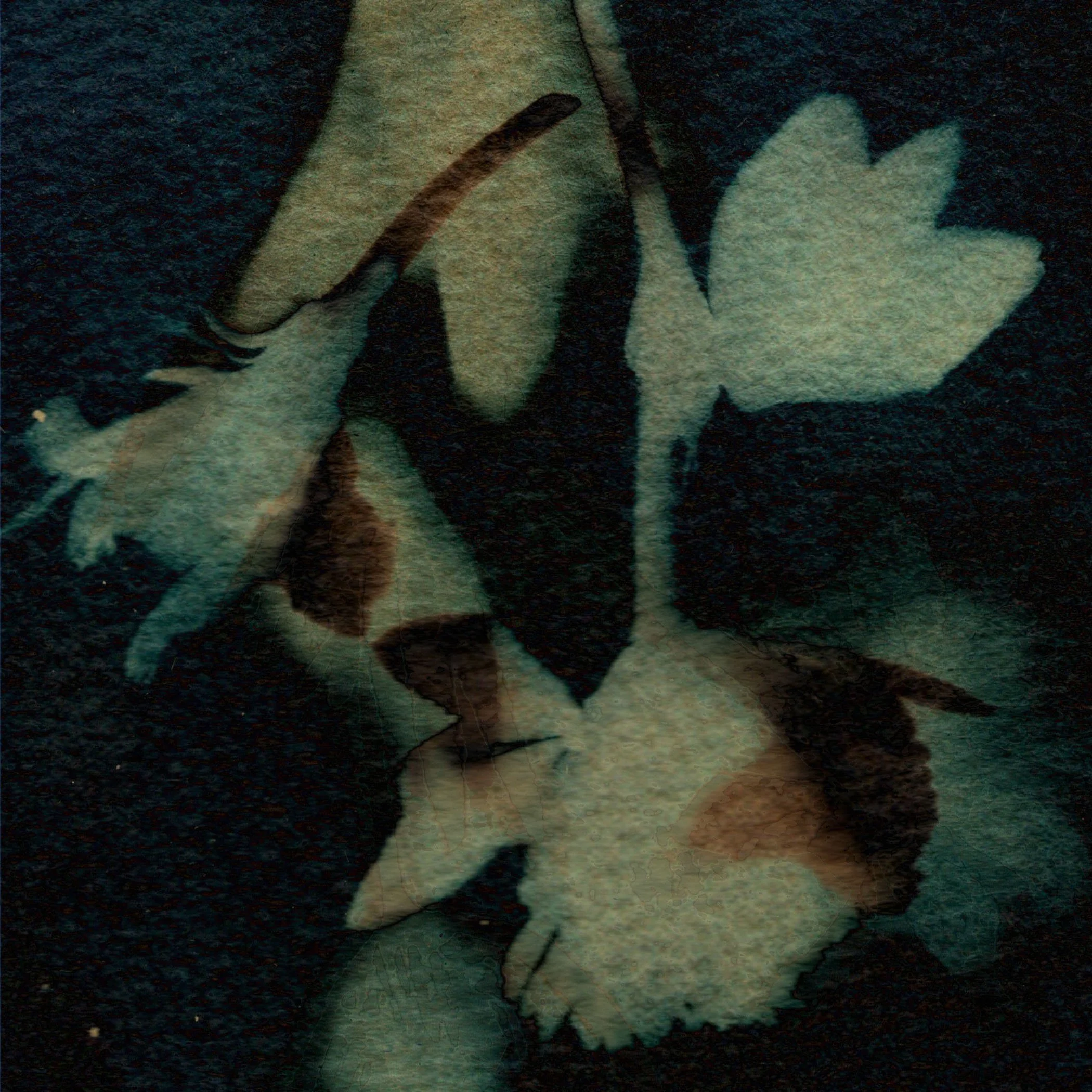 cyanotype 2.jpg