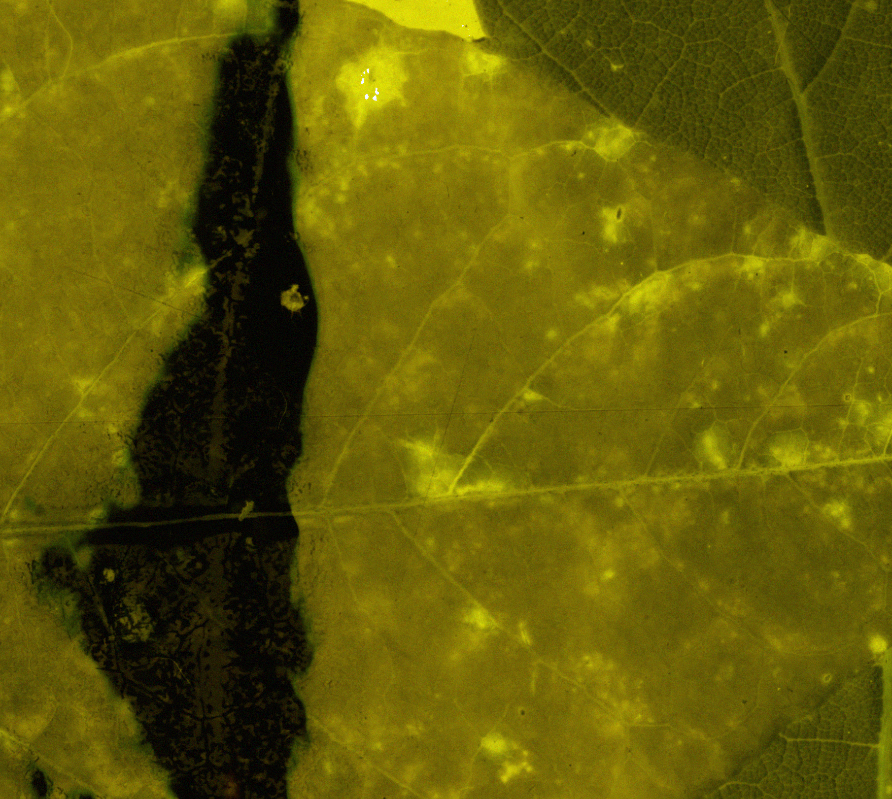 leaf loop.19.Still002.png