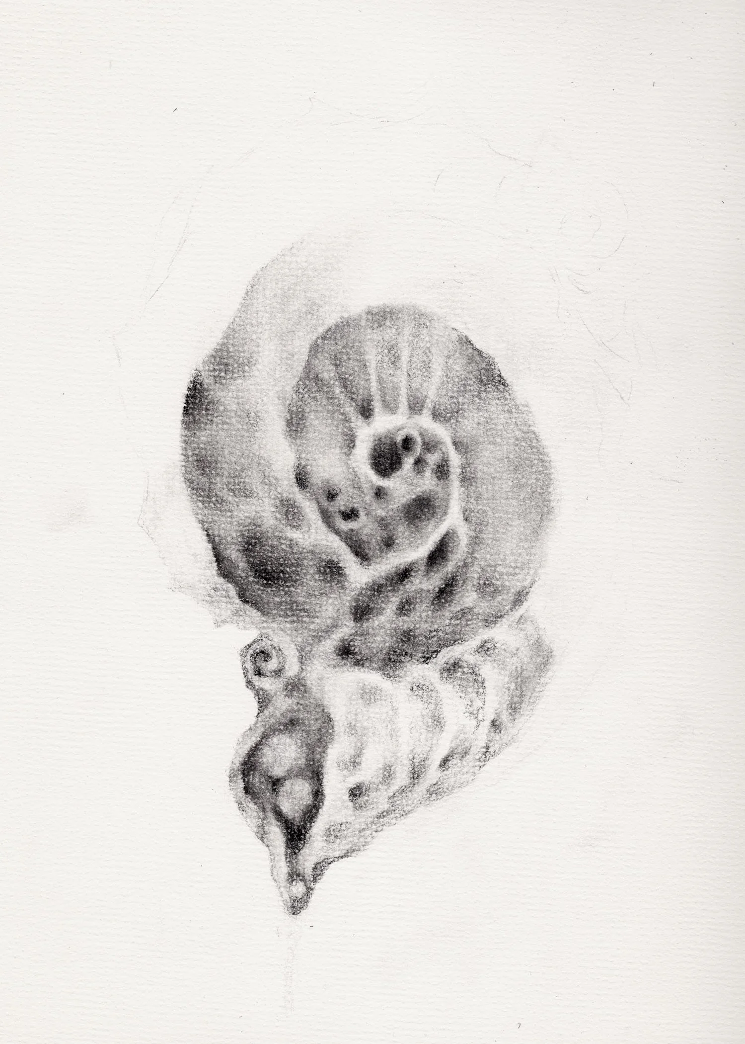 shell.jpg