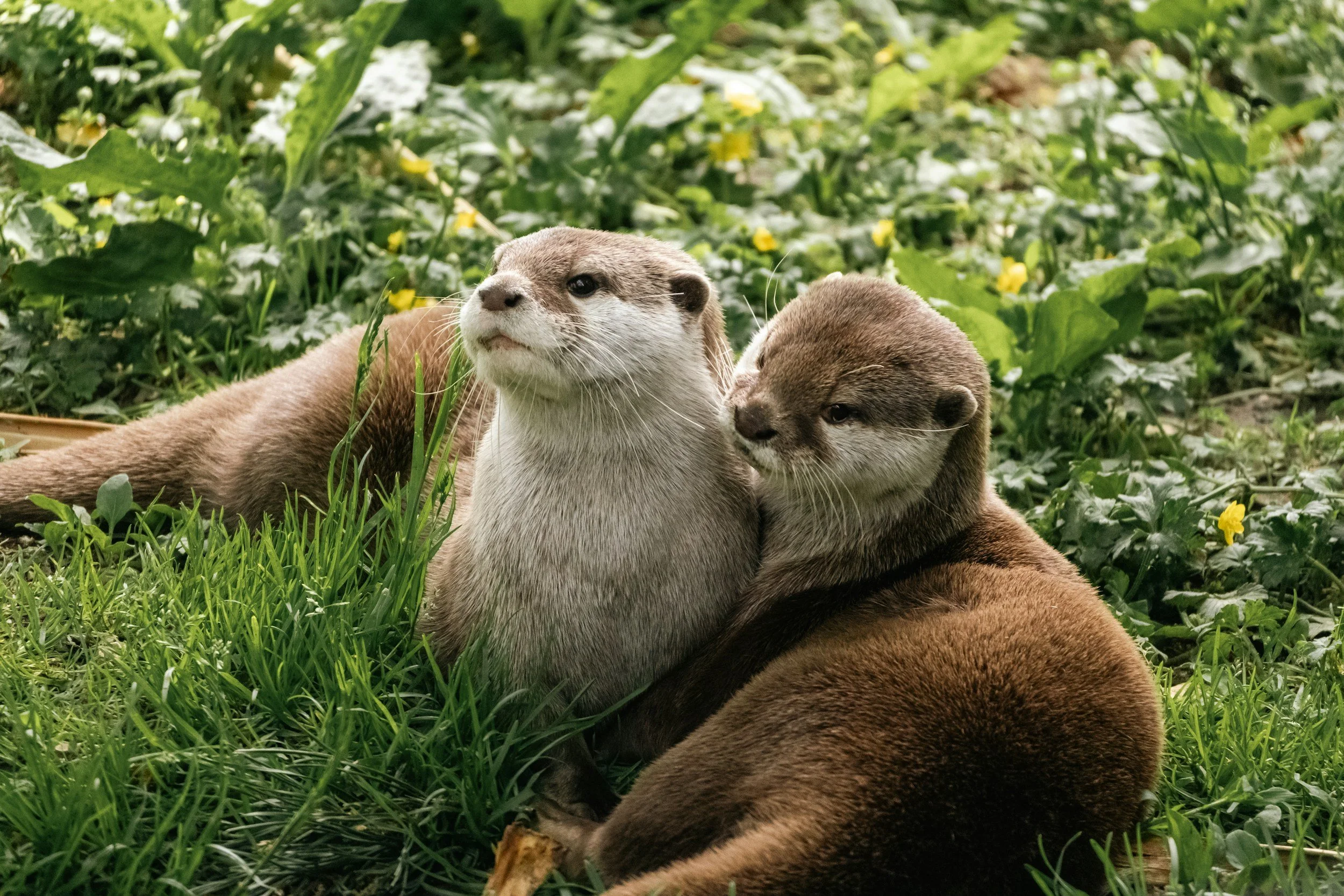 La mia chiarezza non è un problema / My clarity is not the problem.