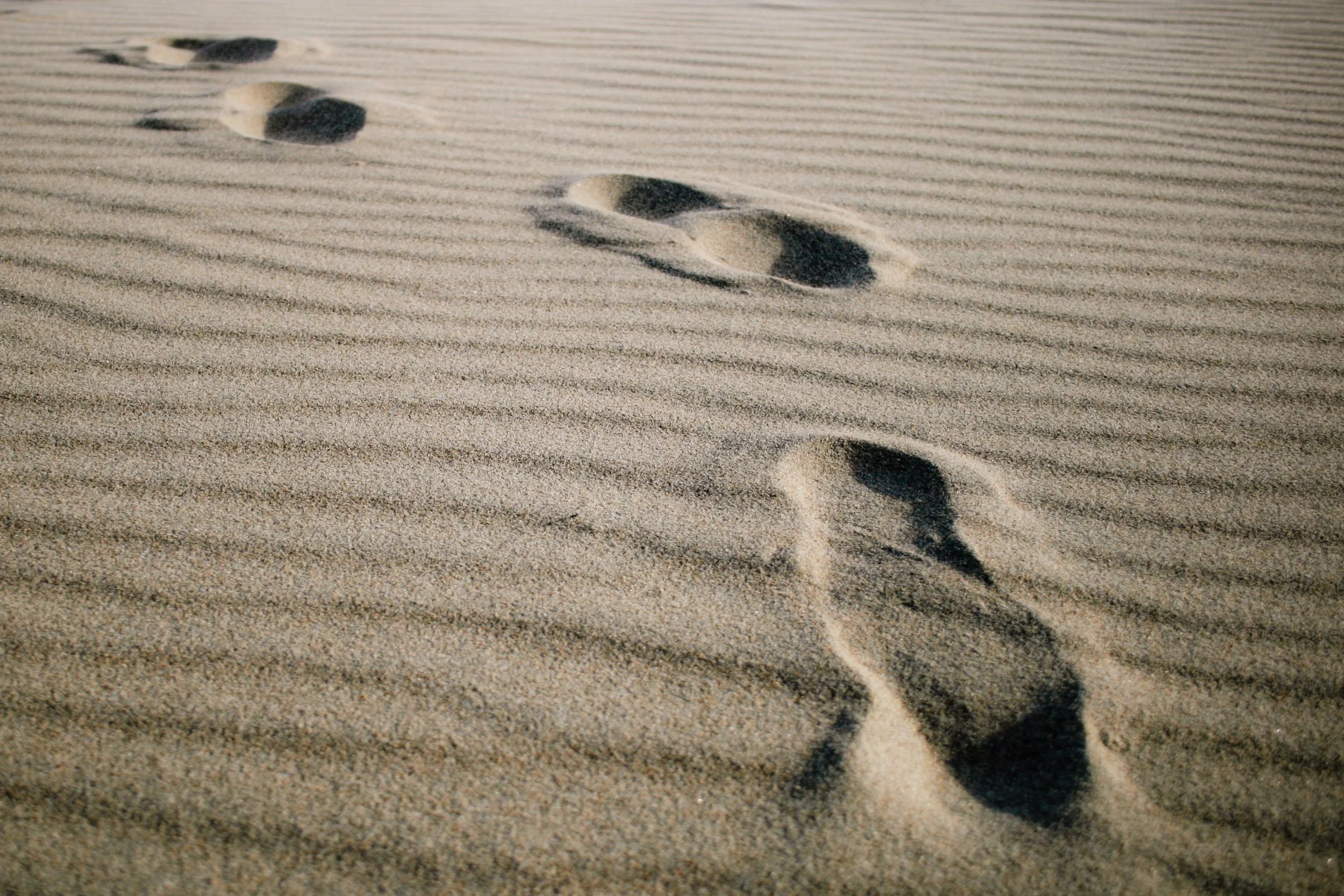 Animal footprints in the sand, creating a trail across a sandy surface with ripples.