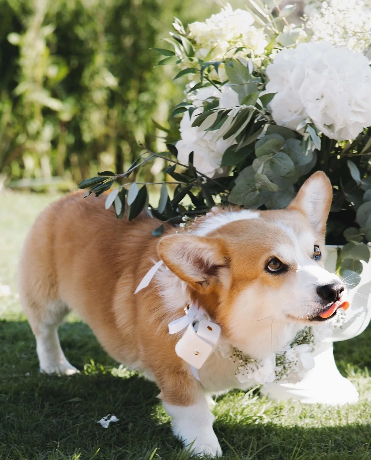 Un mariage iconique au ch&acirc;teau de saint bernard dans l&rsquo;Ain 

Une boule de poil d&rsquo;amour qui am&egrave;ne les alliances, des plans au drone juste incroyable pour f&ecirc;ter cette tabl&eacute;e italienne, quelques photos d&rsquo;eux d