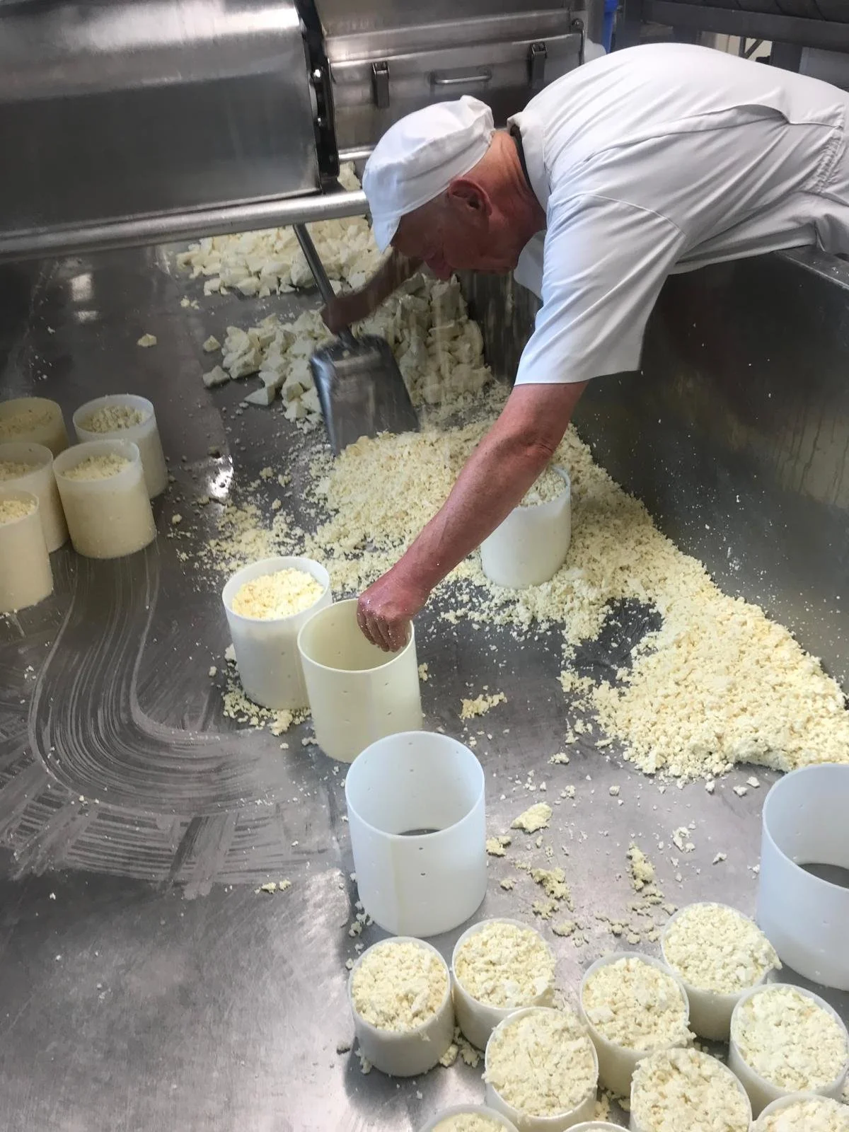 A person in a white uniform and hat is making cheese, using a metal scraper to handle curds in a stainless steel workspace. Several cylindrical cheese molds filled with cheese are arranged on the work surface, with cheese curds scattered around.