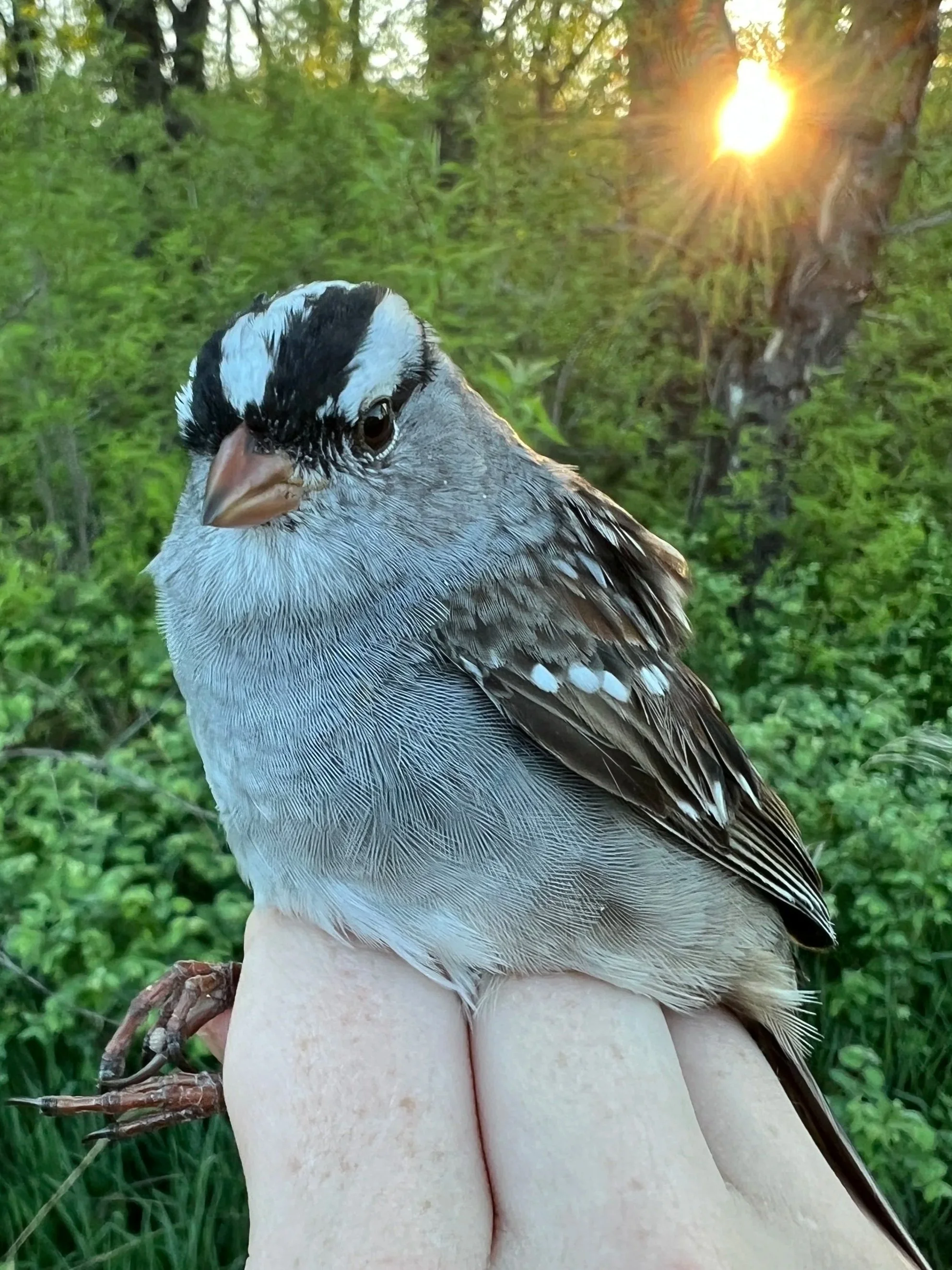 Trivia+Sponsorship+Bird.jpg