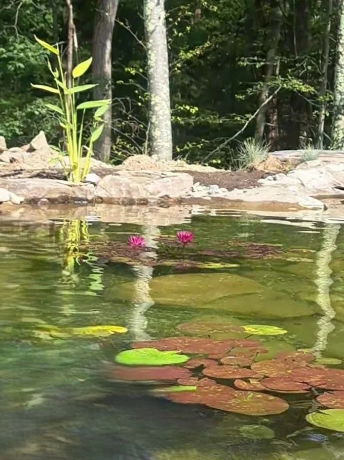 Koi pond with water lily flower