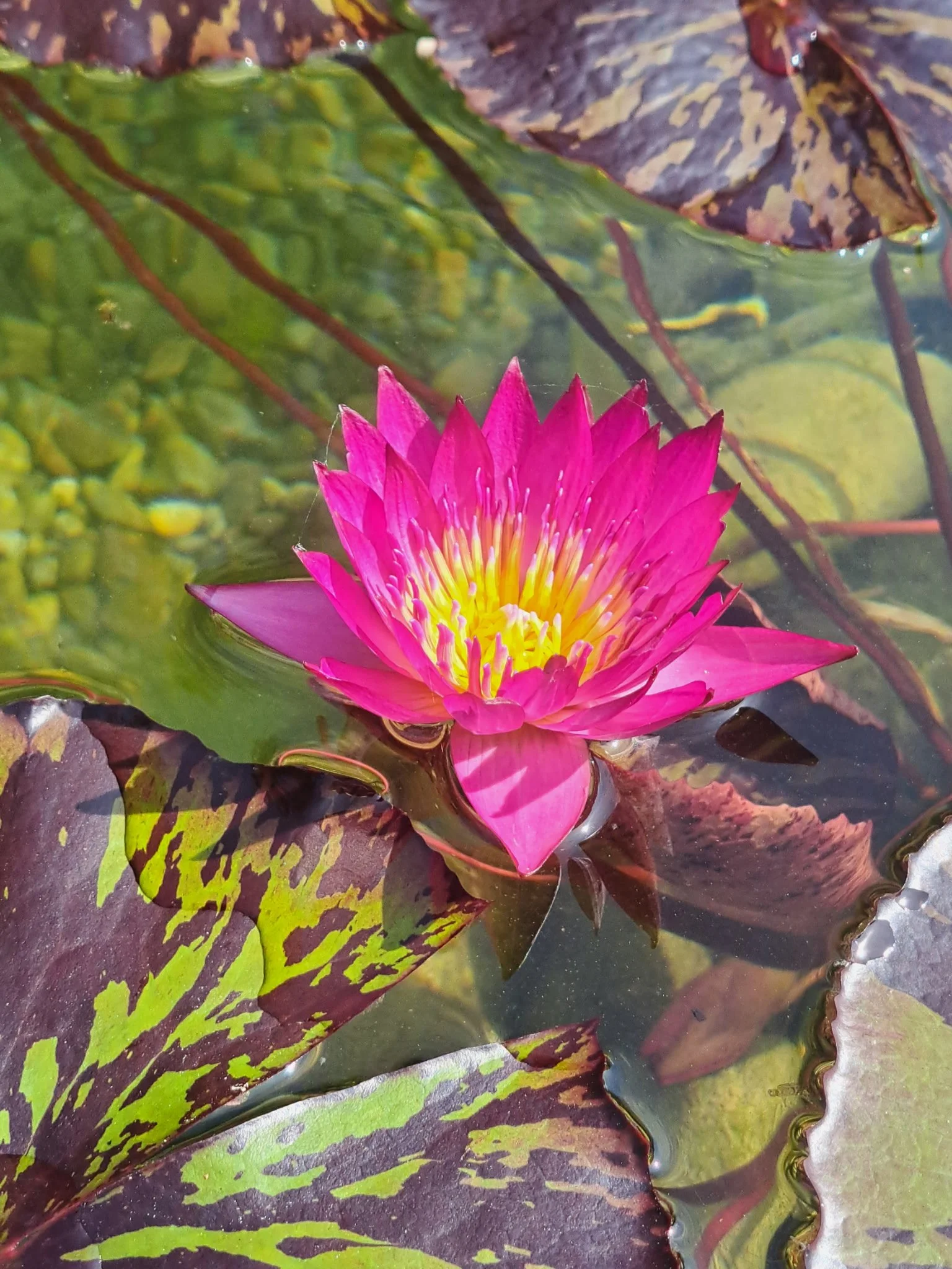 This is a water lily flower
