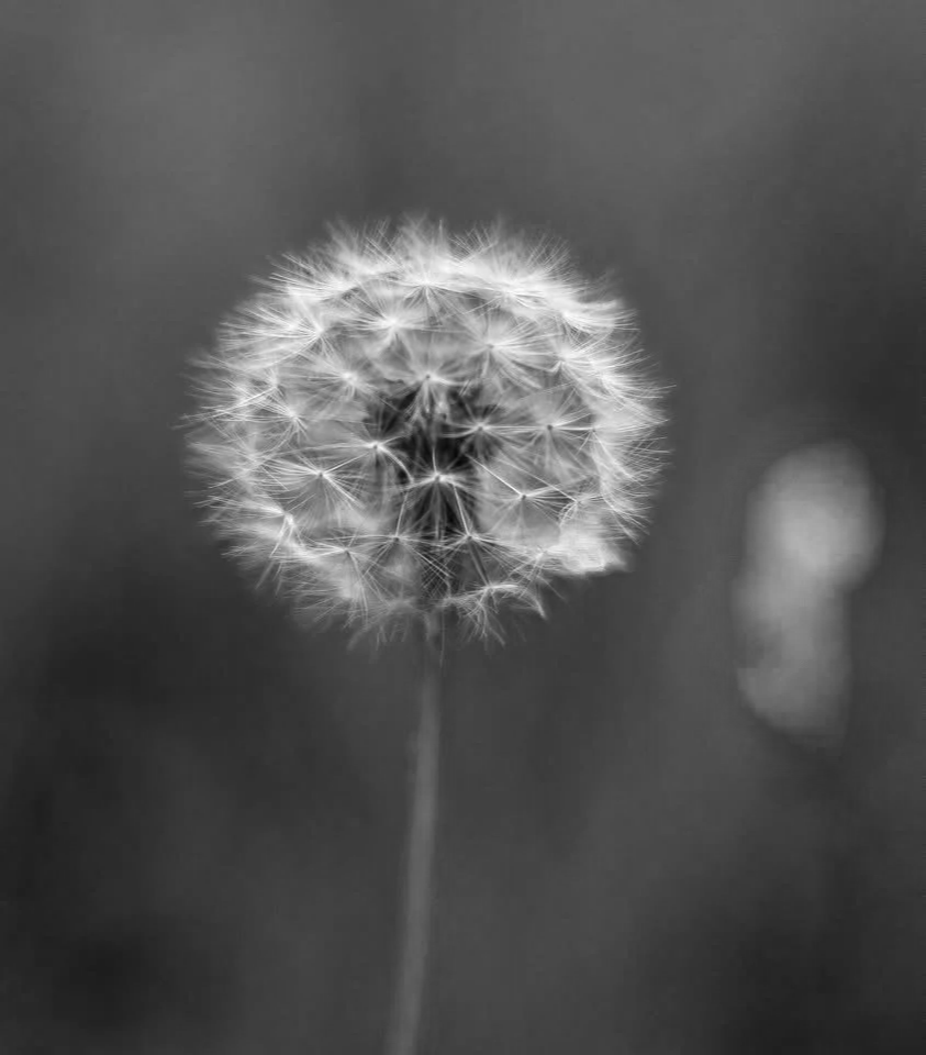 Close-up of a dandelion seed head in black and white, with a blurred background.