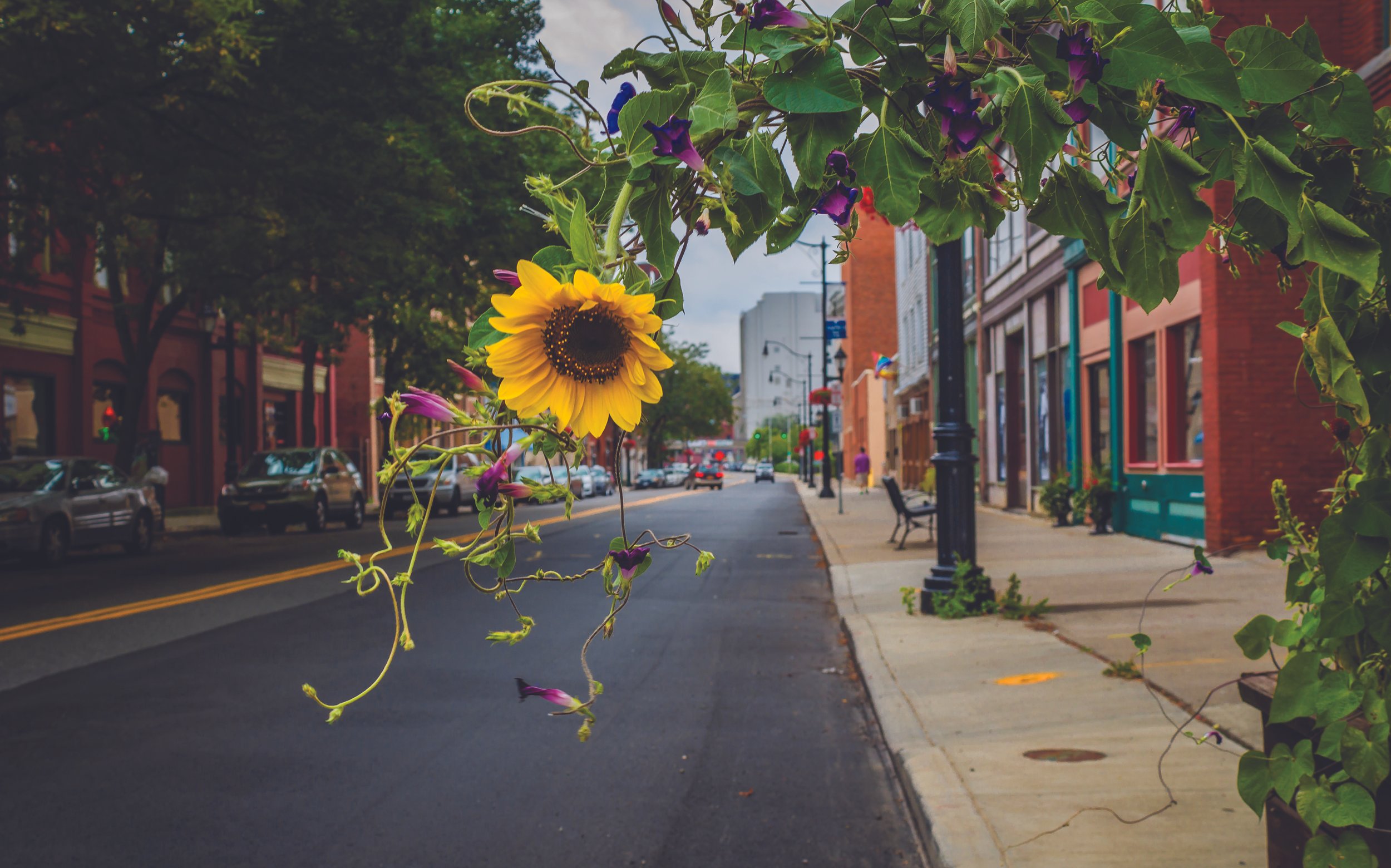 Sunflower and vine with a street background.